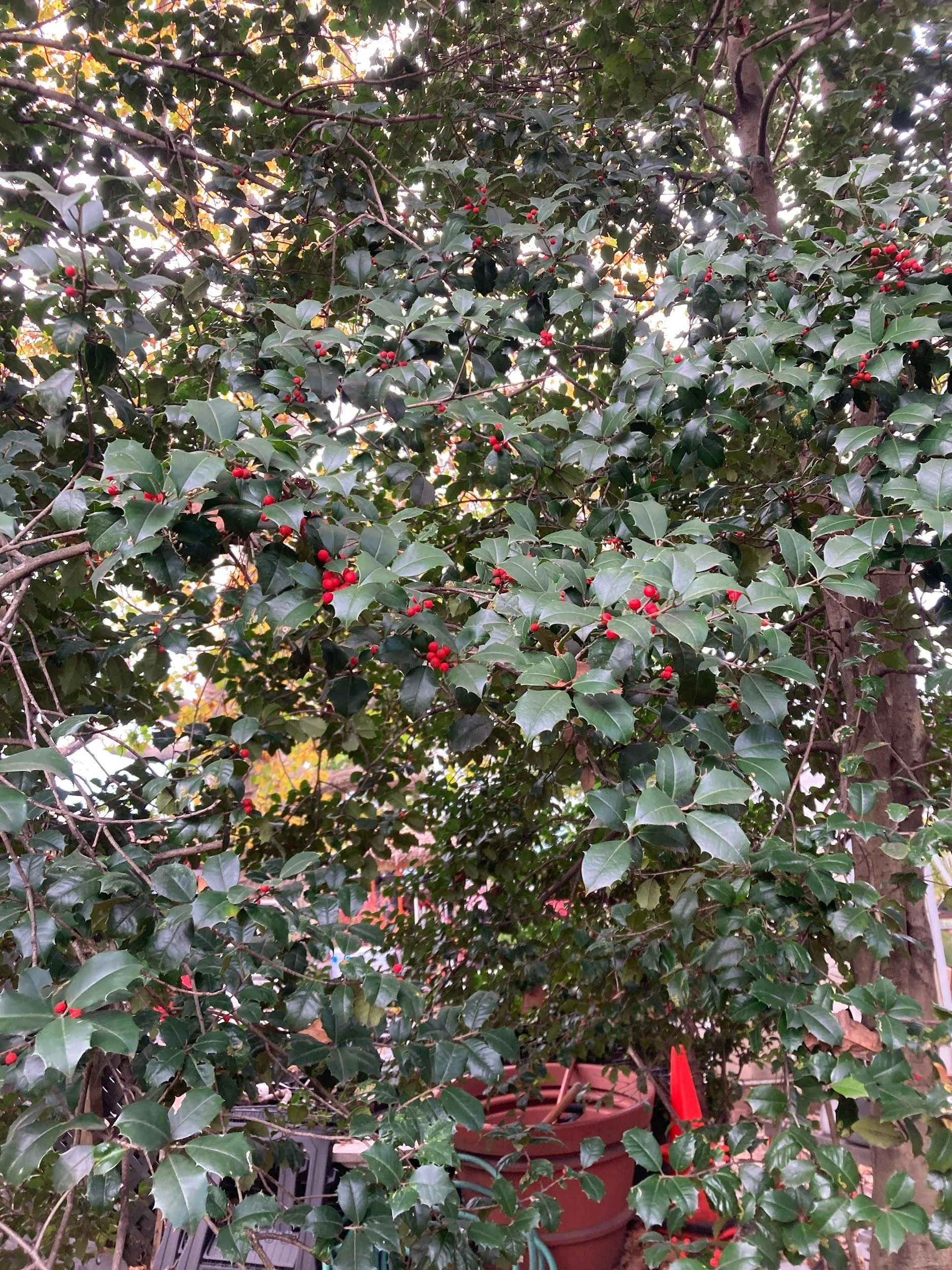 American holly (Ilex opaca)