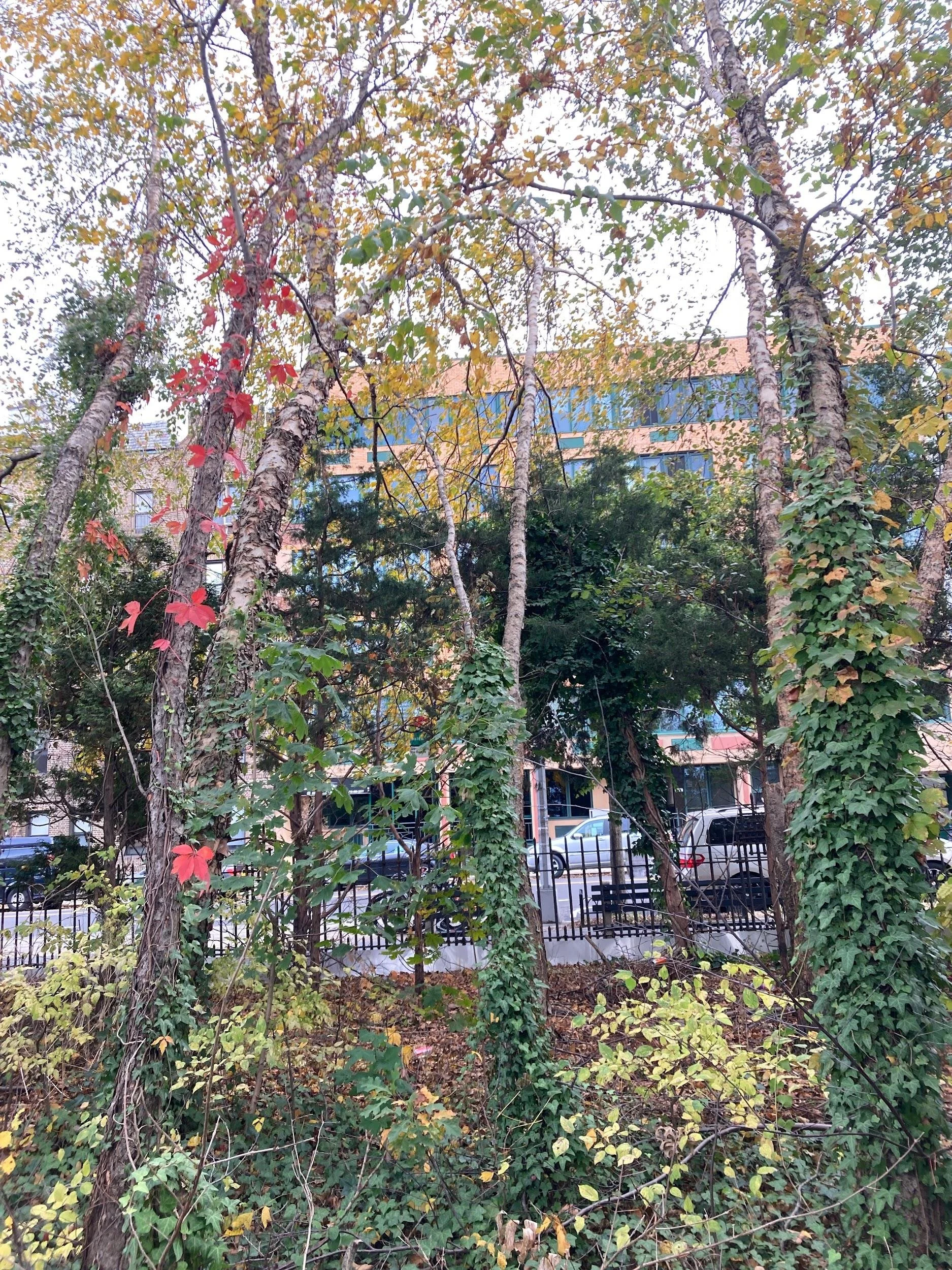 Paper birch (Betula papyrifera)