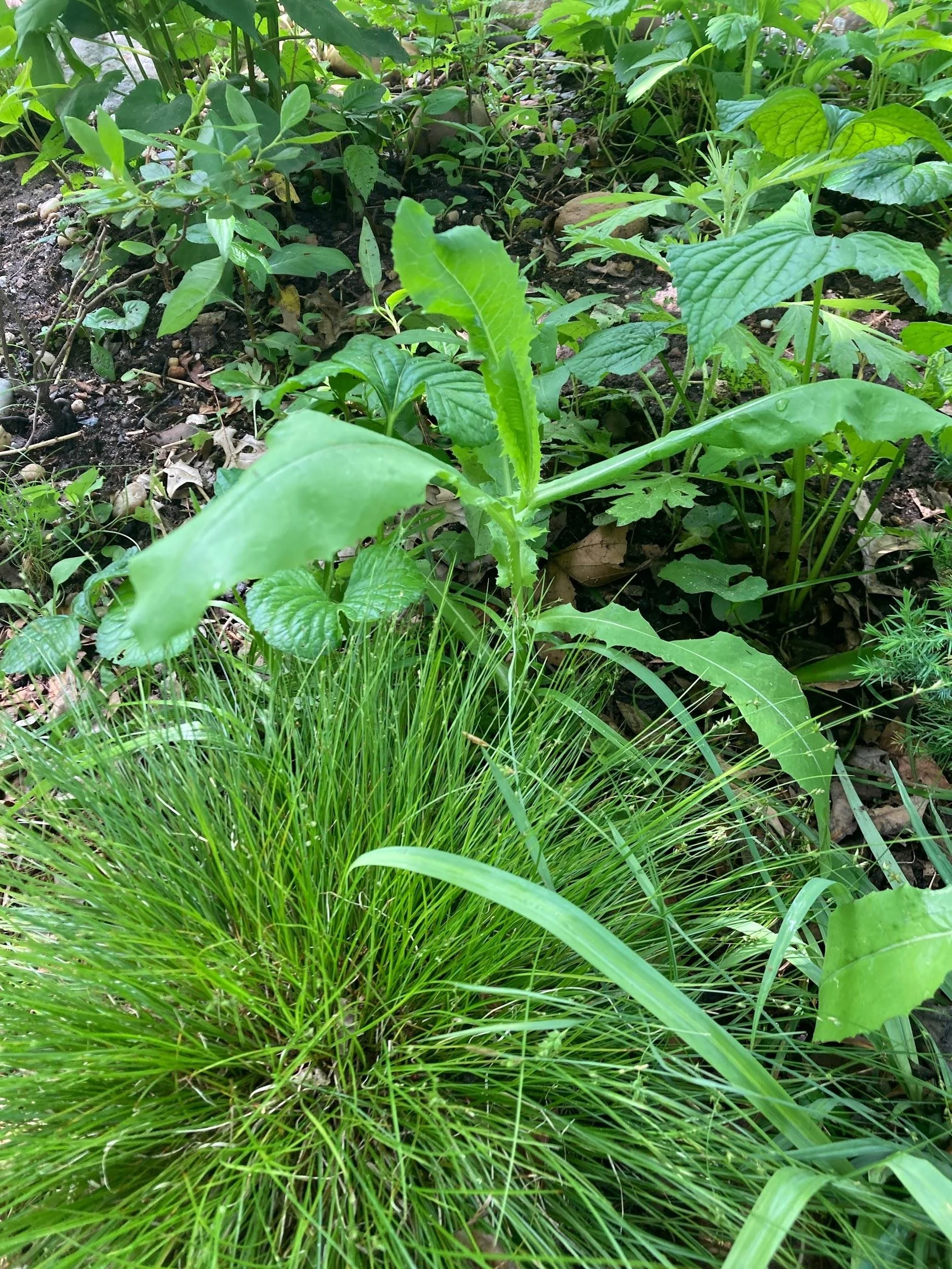 Wild lettuce  (Lactuca canadensis)