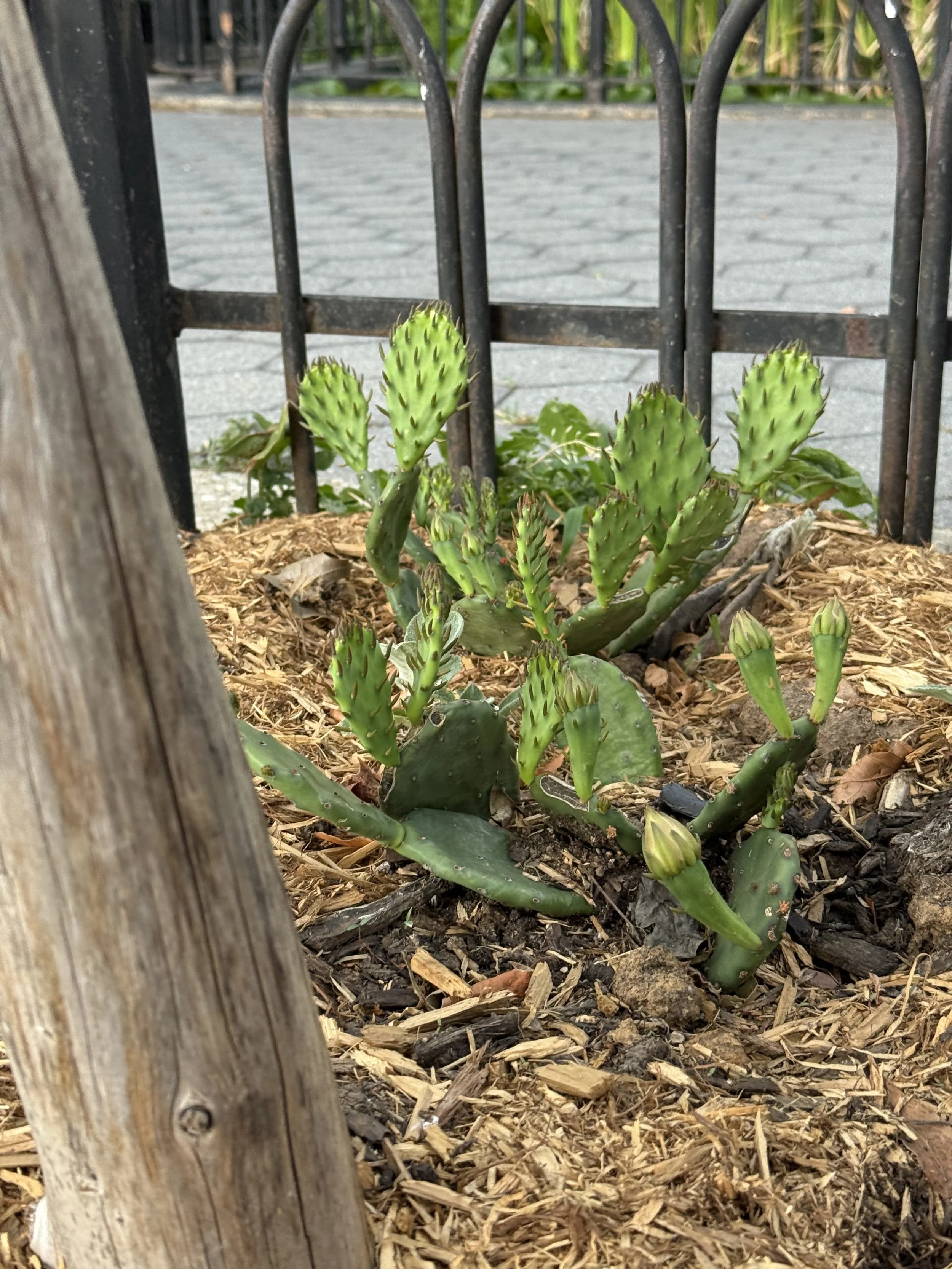 Eastern Prickly Pear (Opuntia humifusa)
