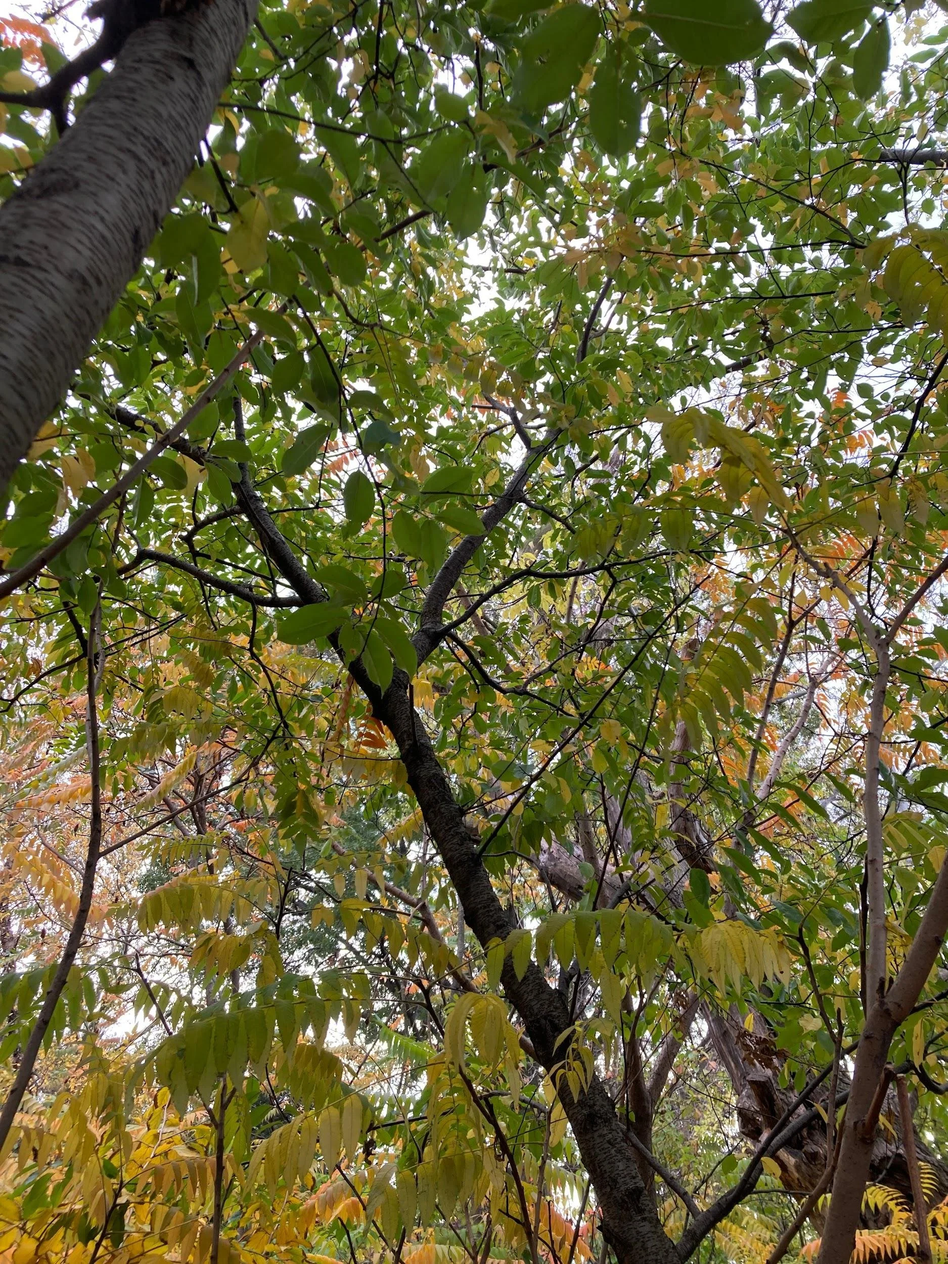 Chokecherry (Prunus virginiana)