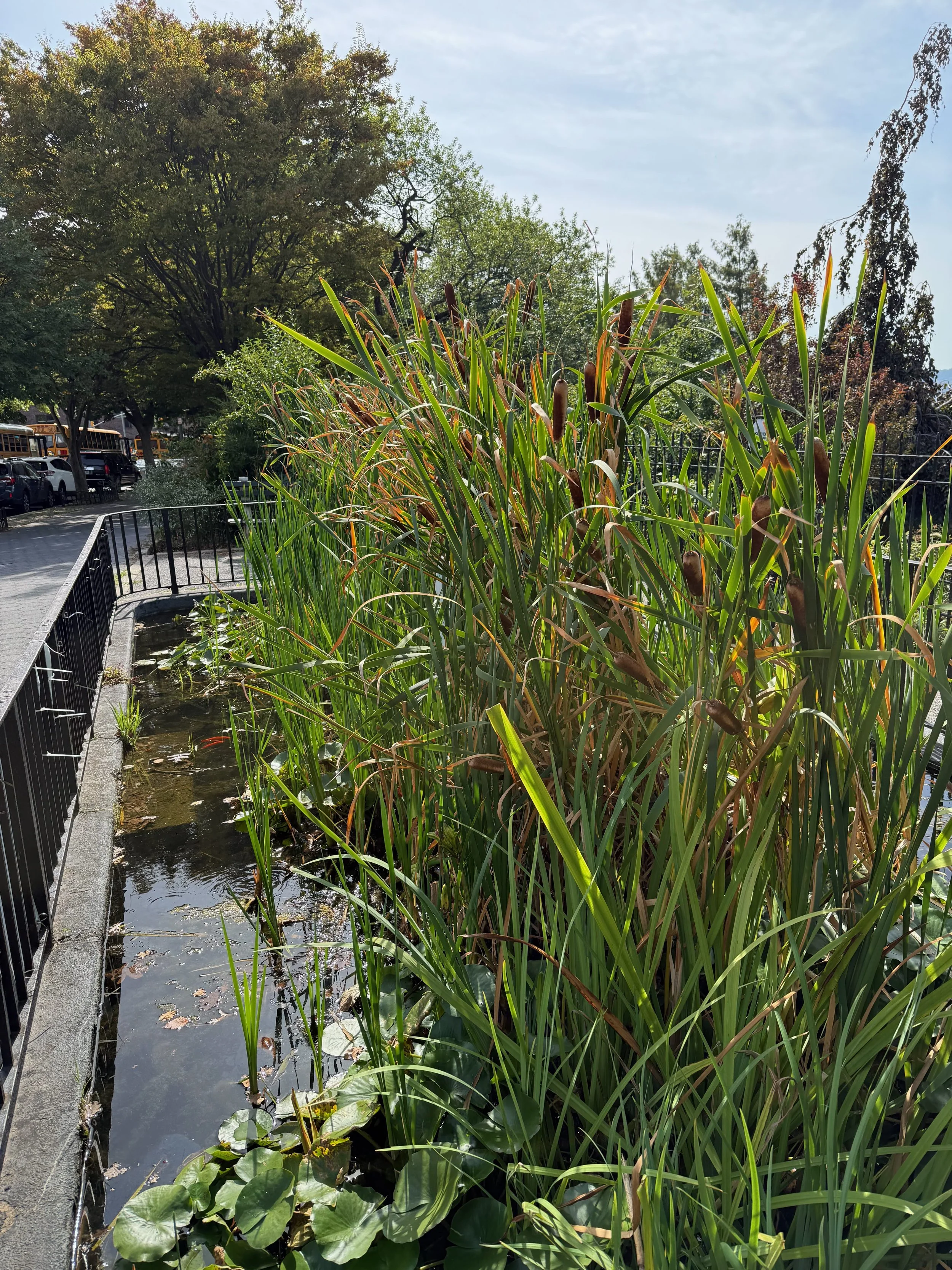  Broadleaf Cattail (Typha latifolia)