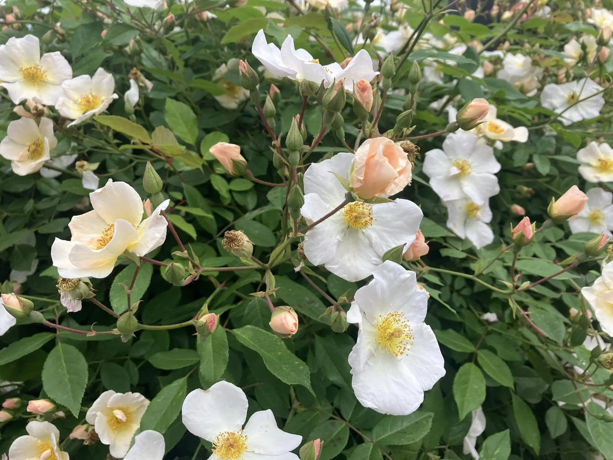 roses-3.jpg