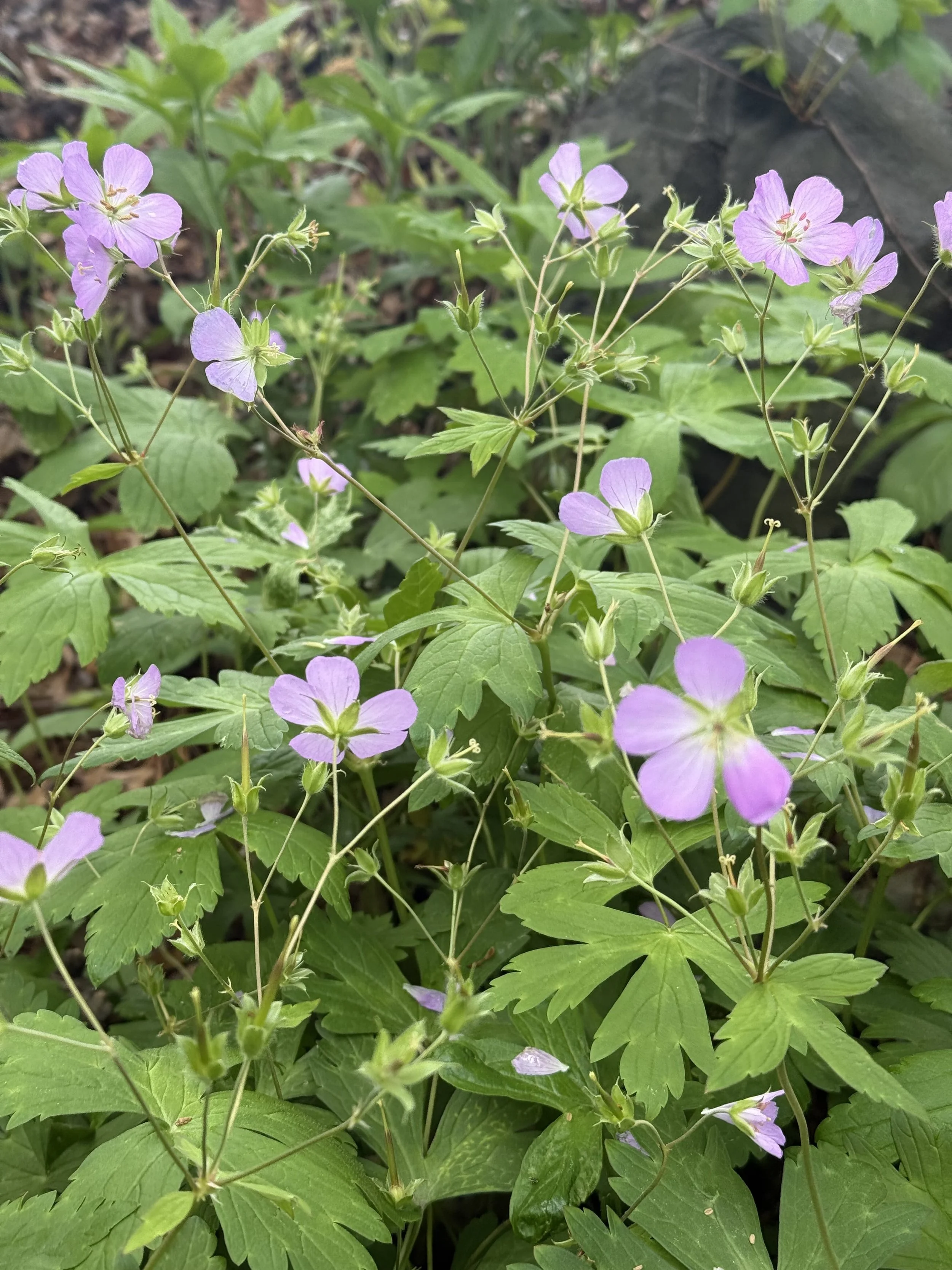 Geraniums in the Native Plant Garden