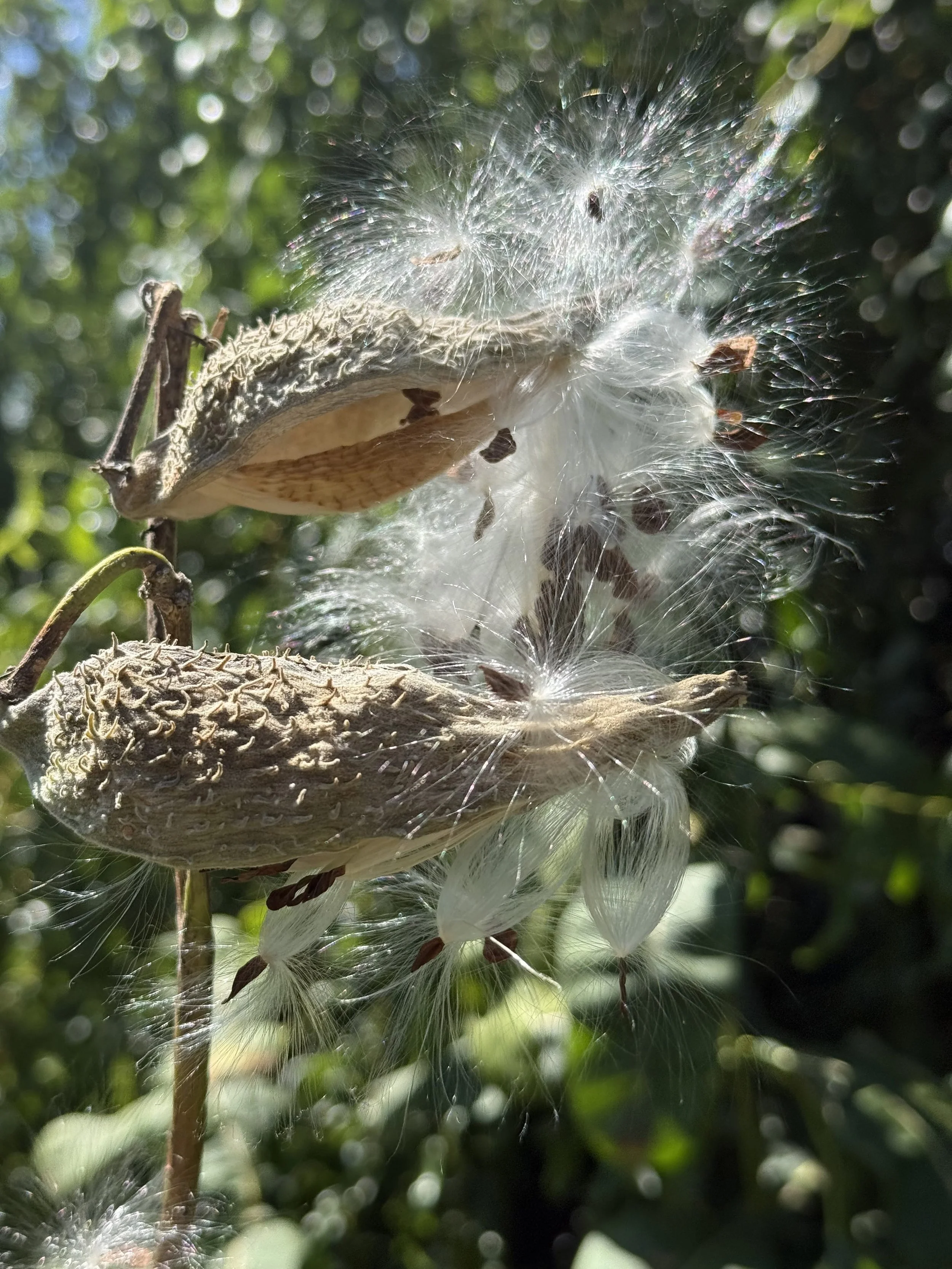 Milkweed seedheads 