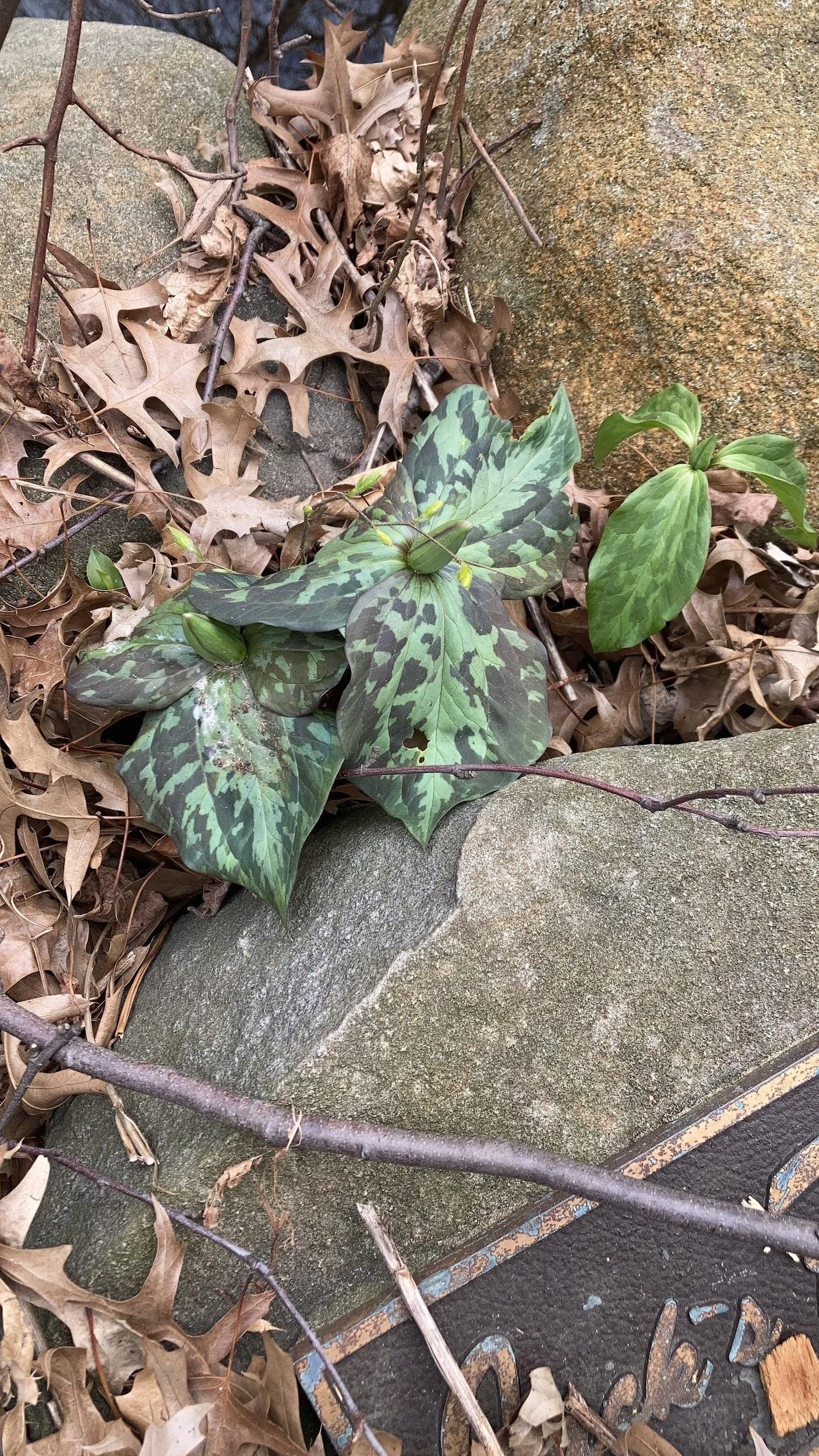 Trillium  'Little Sweet Betsy' (Trillium cuneatum)
