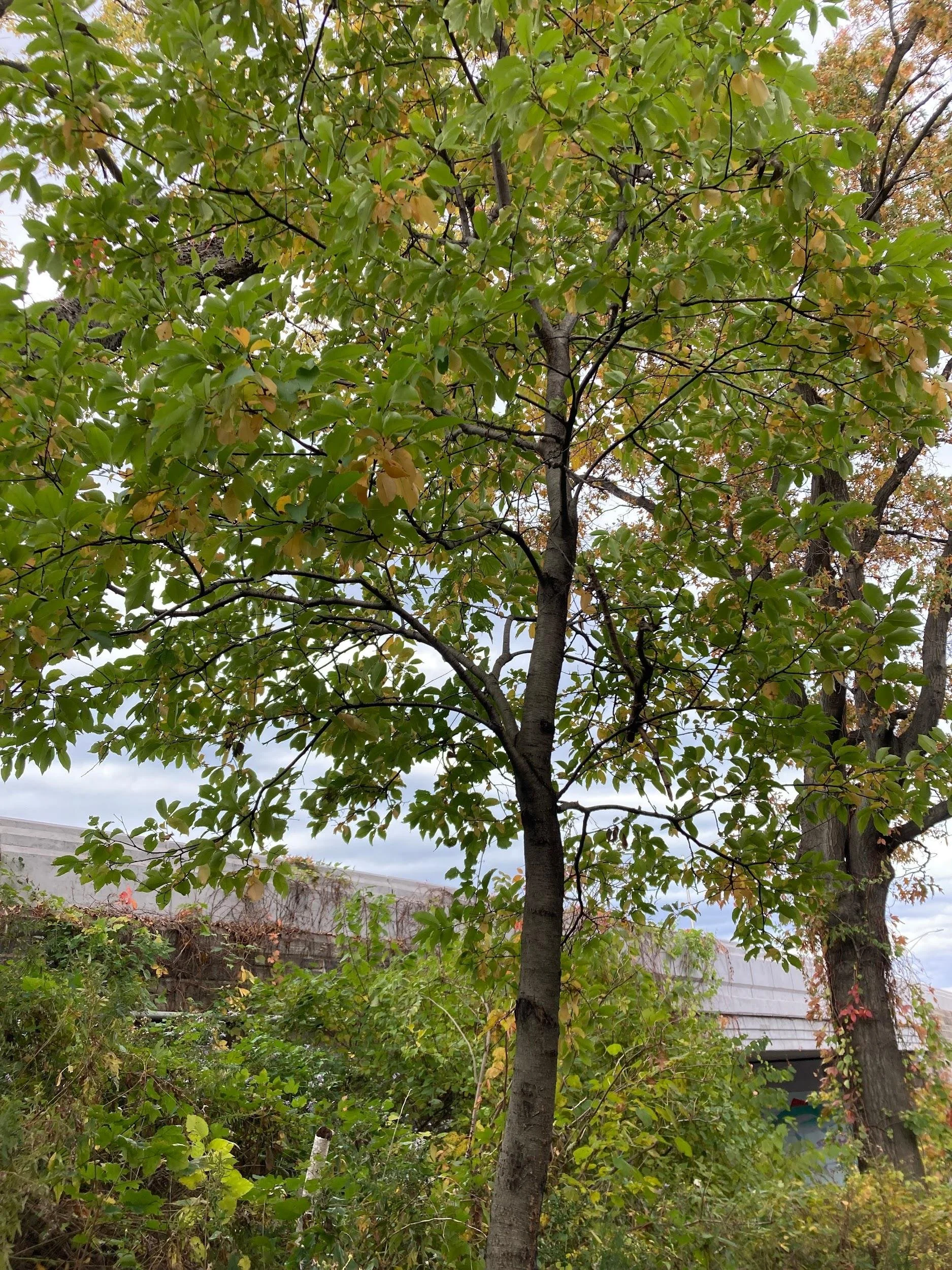 Chokecherry (Prunus virginiana)