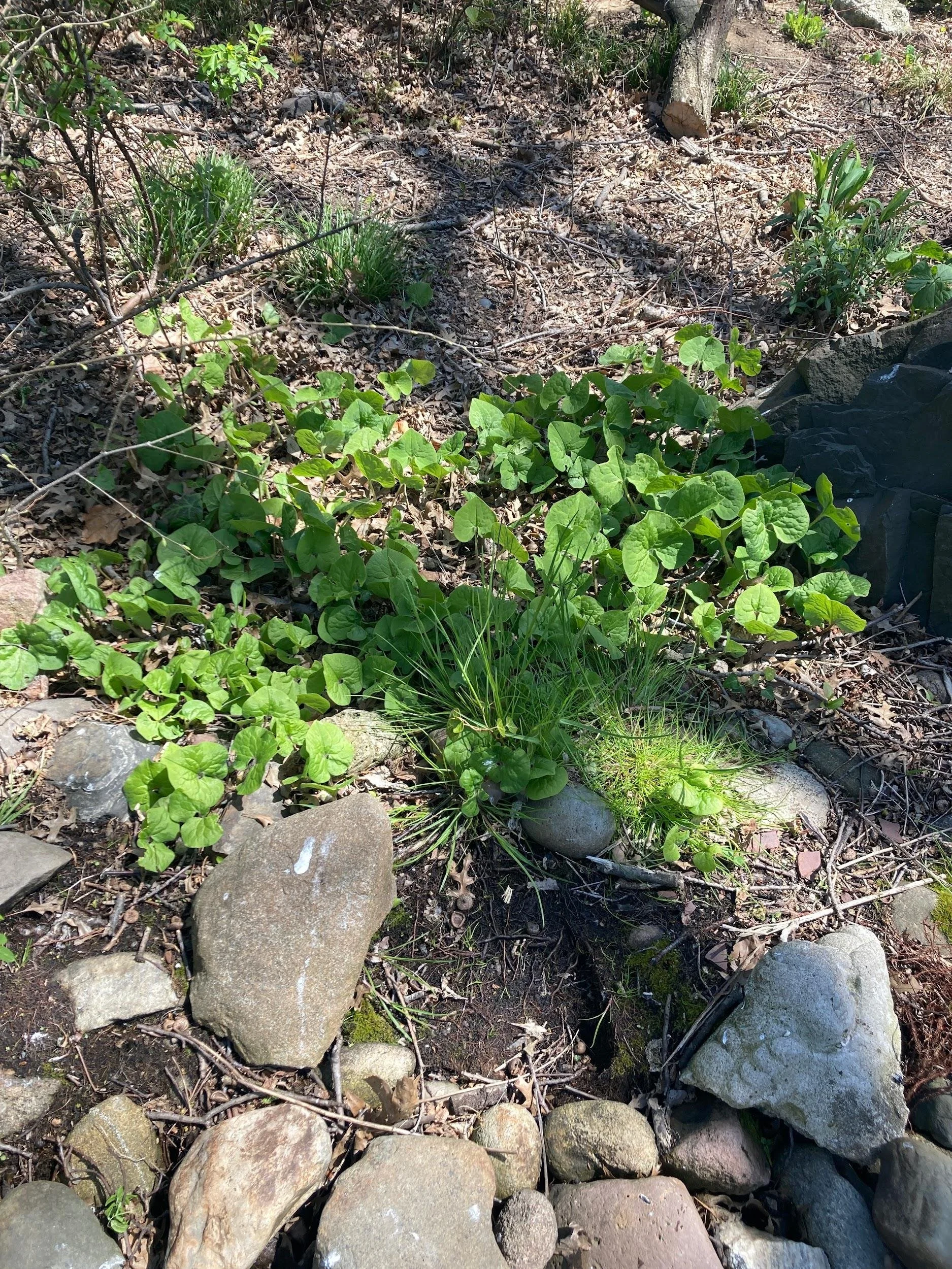 Wild ginger (Asarum canadense)