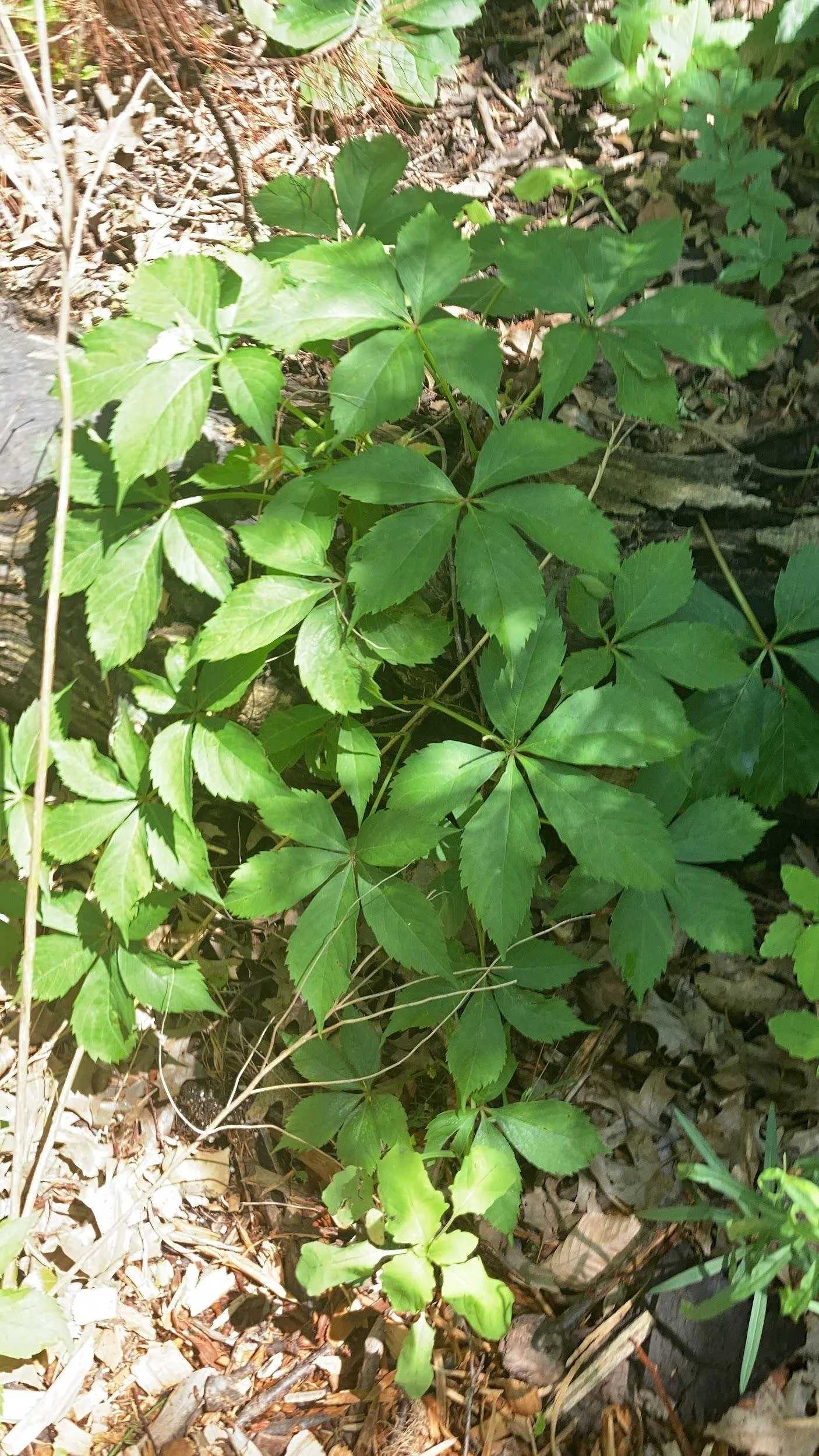 Virginia creeper (Parthenocissus quinquefolia)
