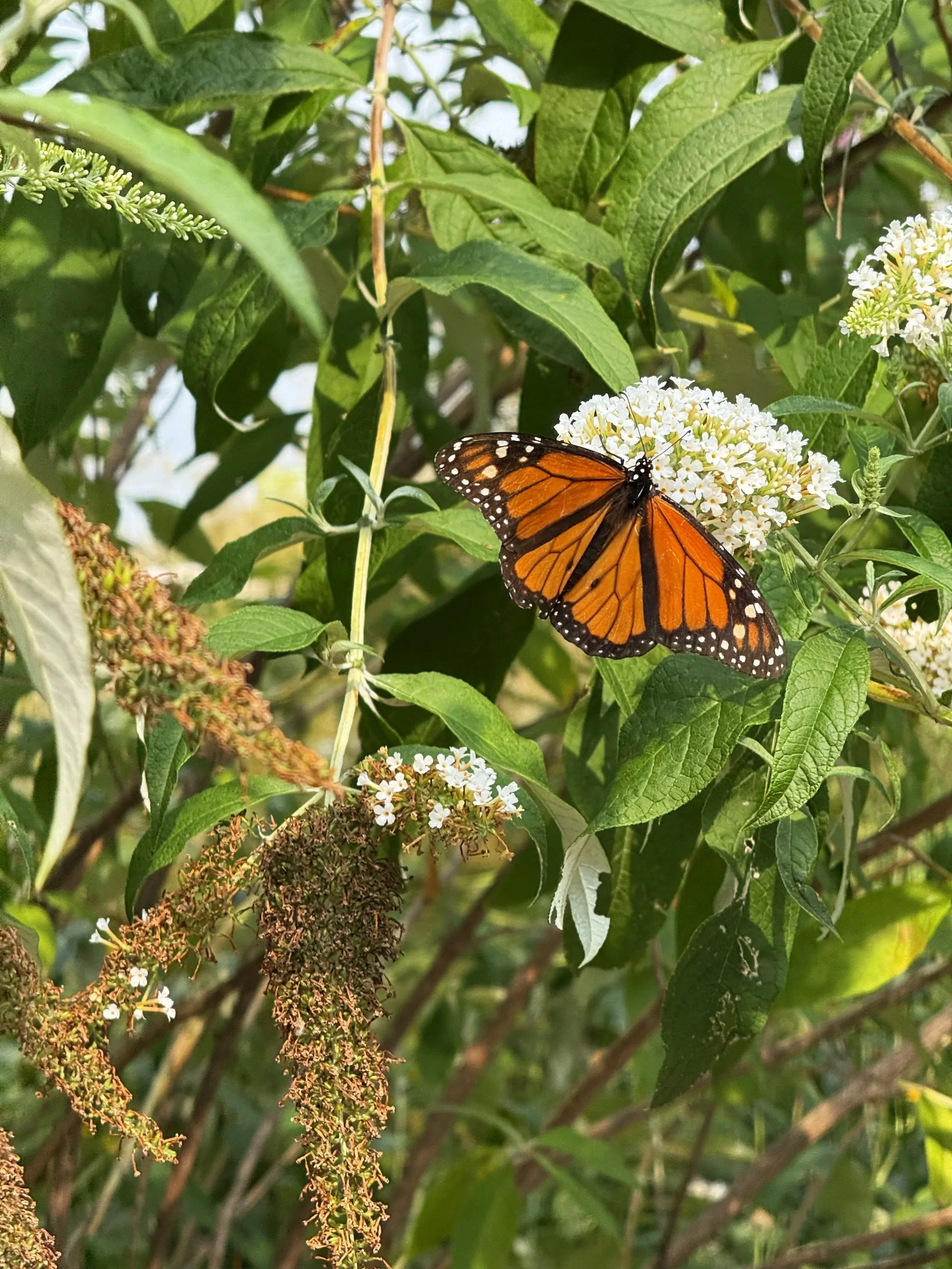 Monarch butterfly on butterfly bush white flower