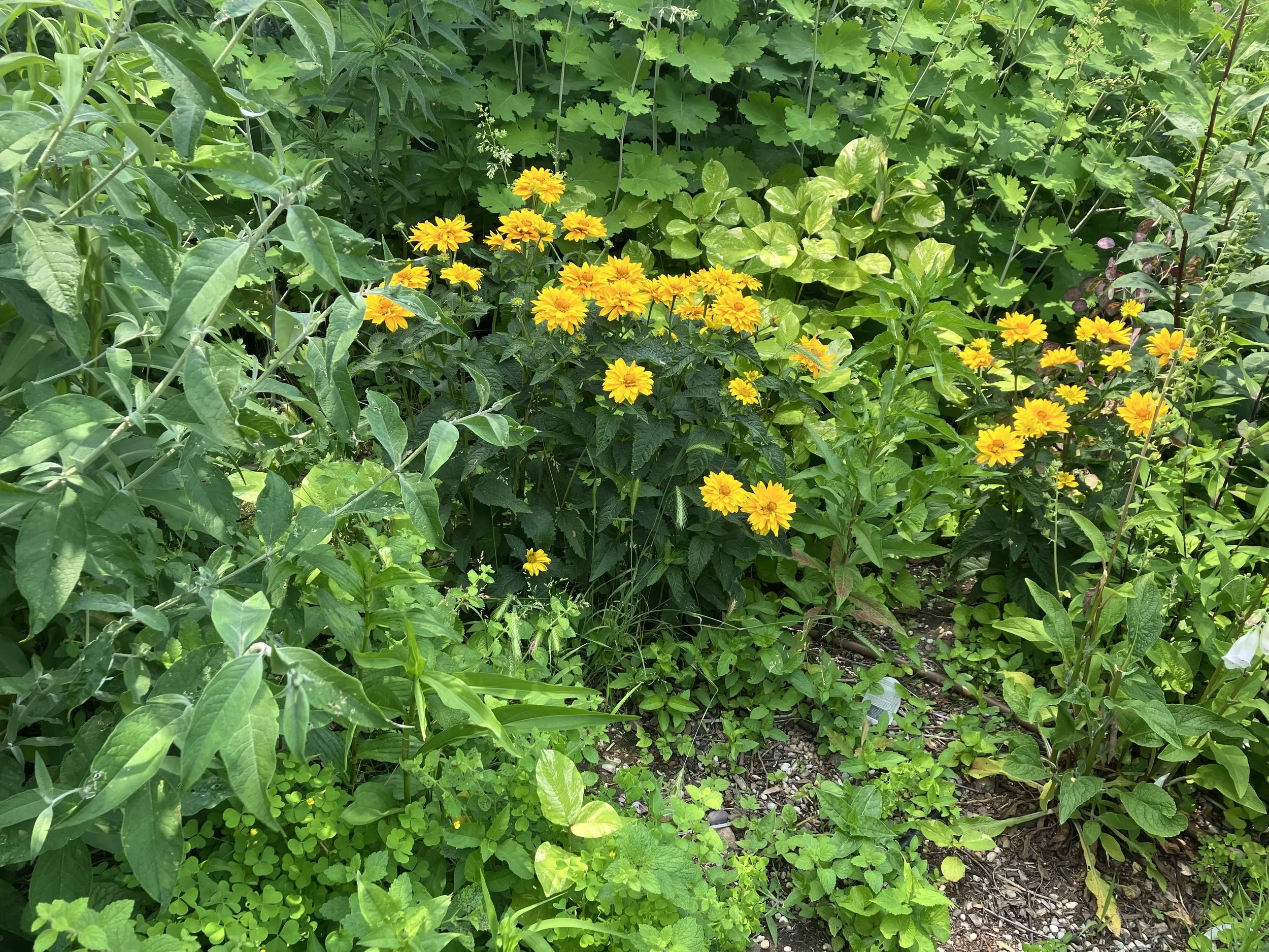 IMG_1590.jpeg