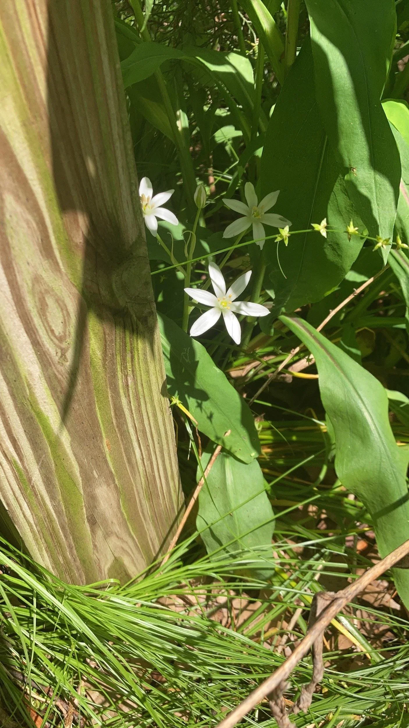 Star of Bethlehem (Parthenocissus quinquefolia)