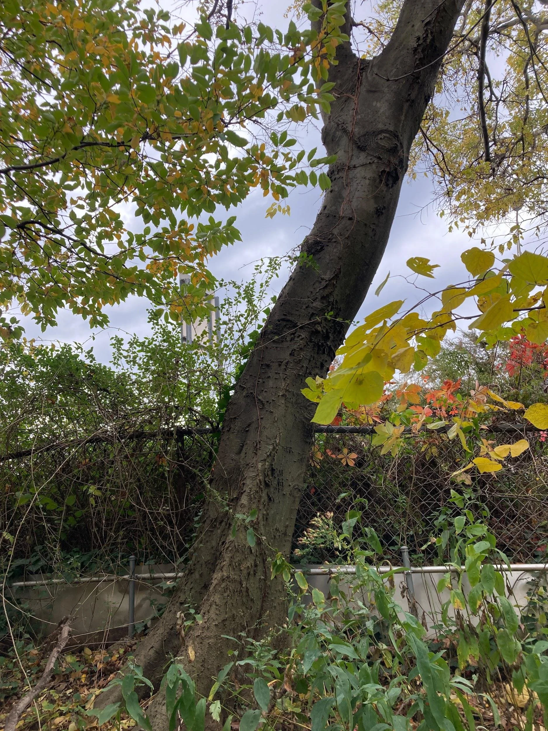 Common hackberry (Celtis occidentalis)