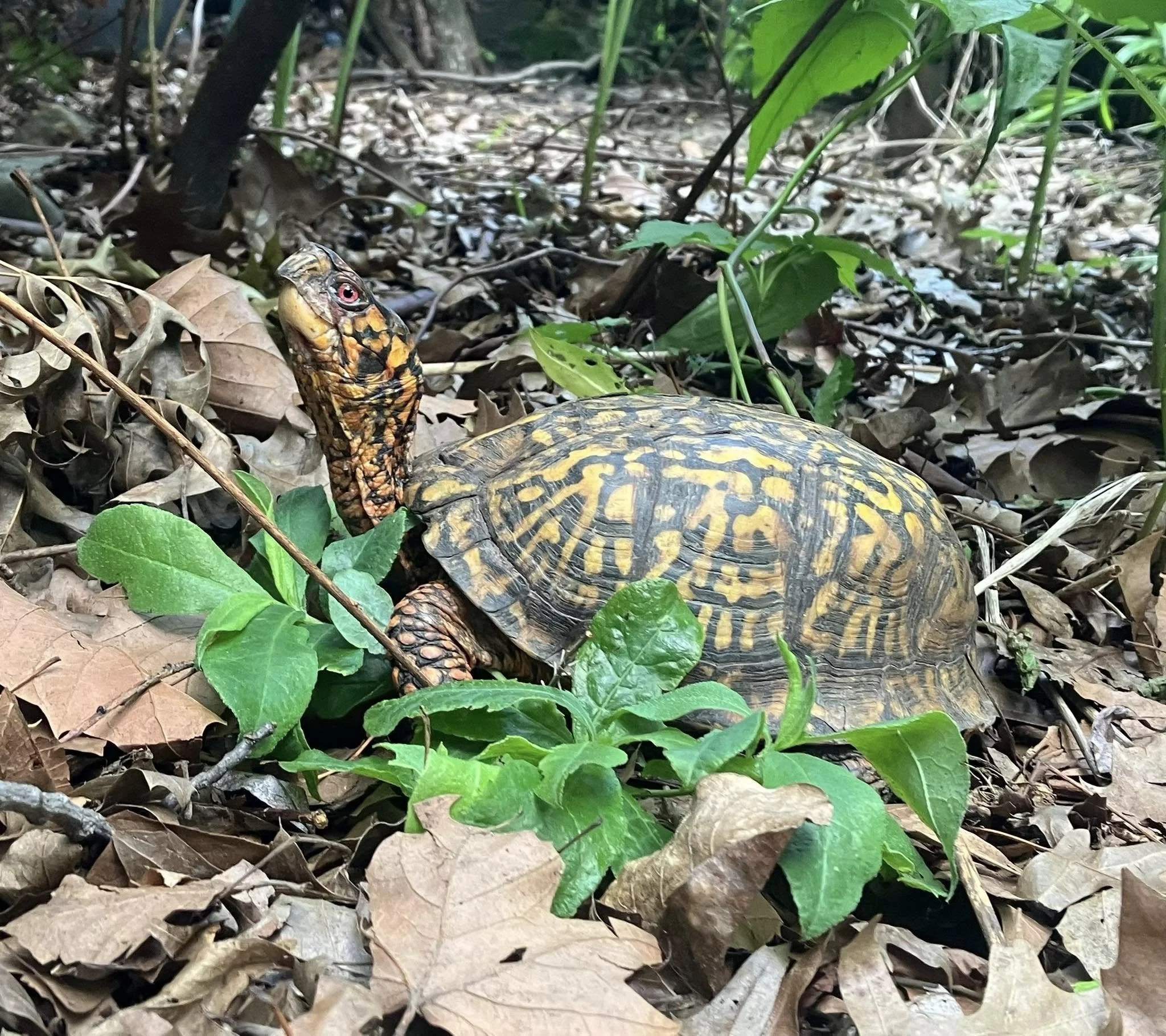 Eastern Box Turtle (Terrapene carolina carolina)