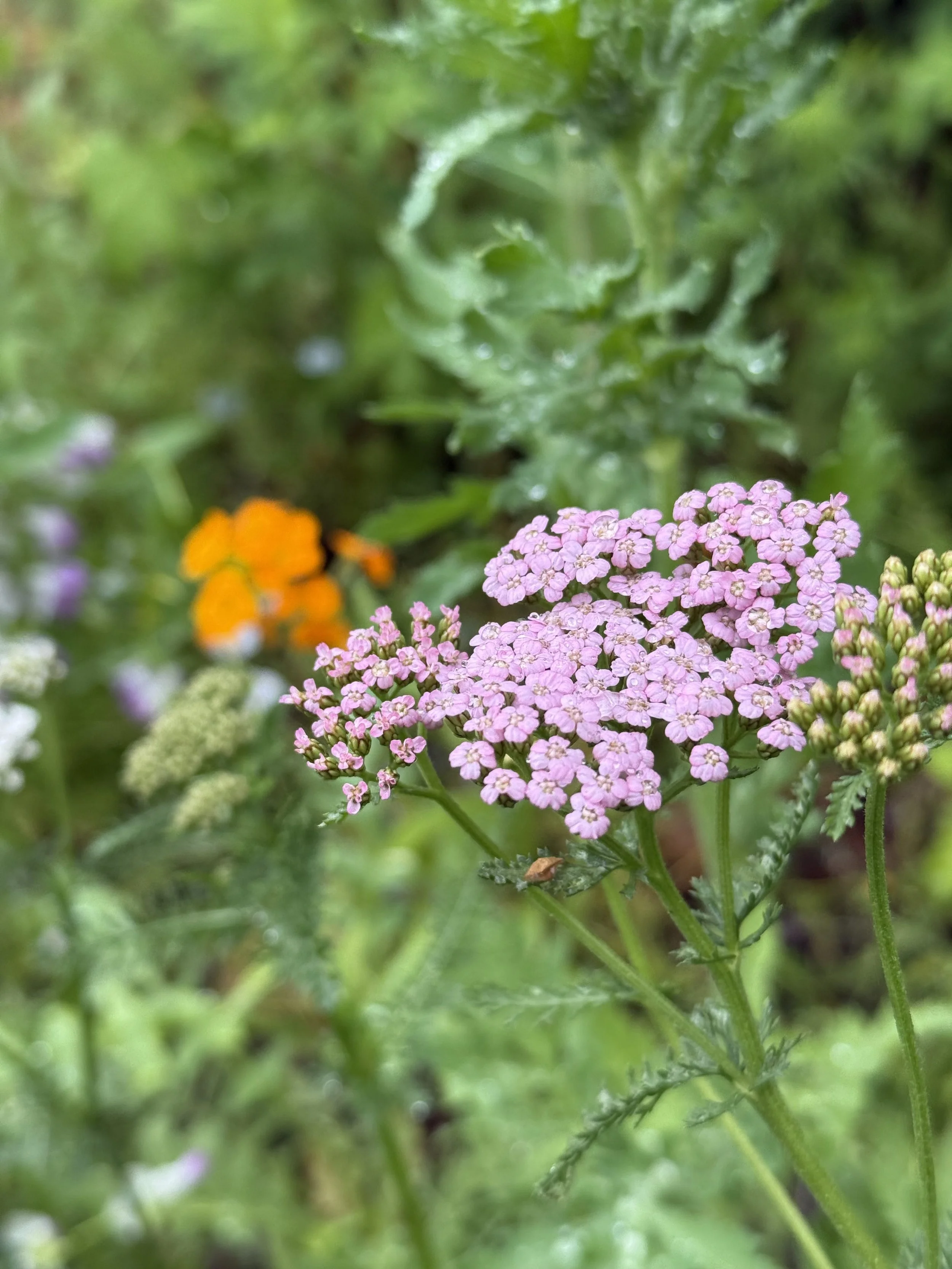 Yarrow in the Hillside Meadow 