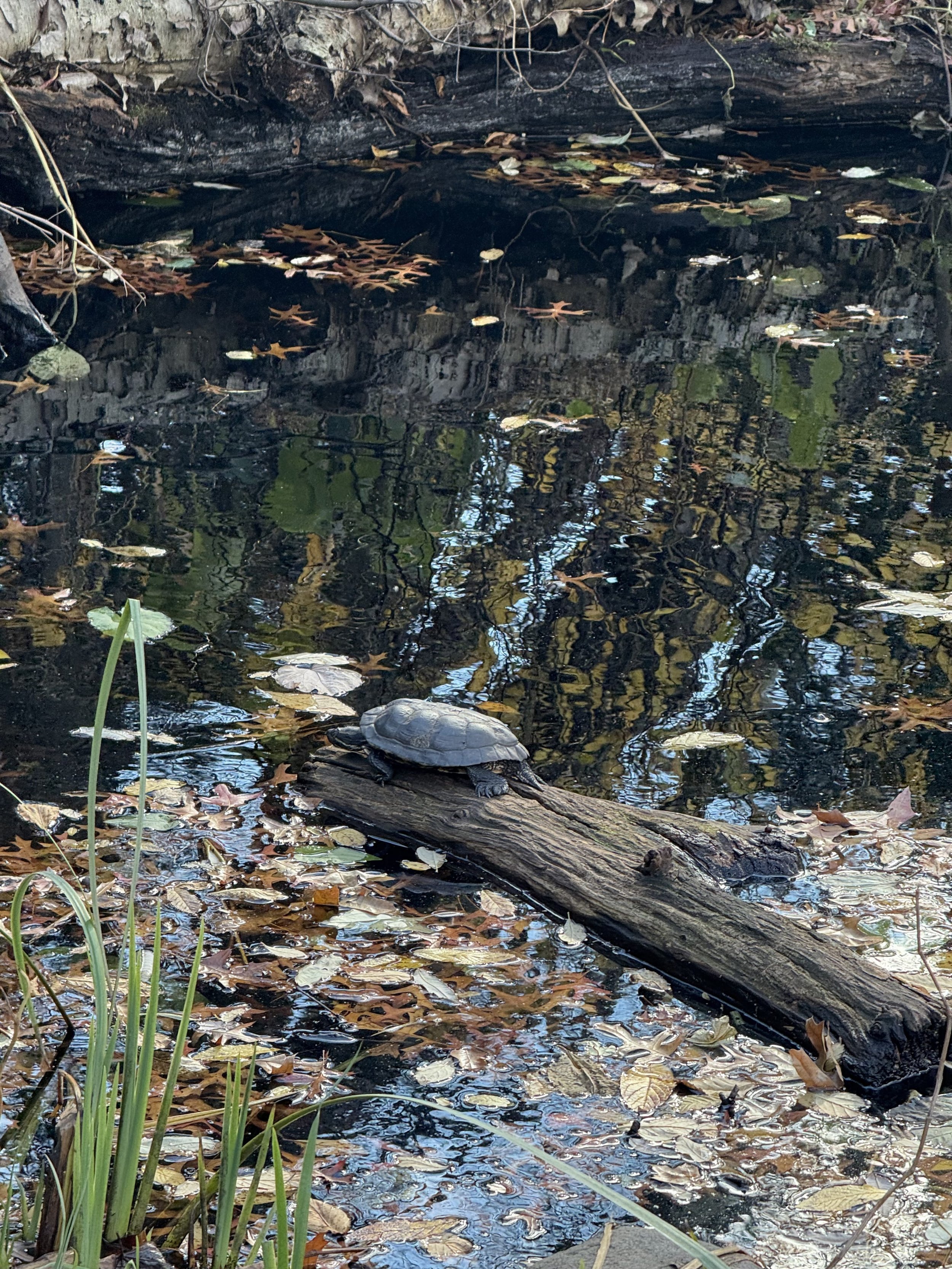 Native turtle restin on a log in the pond