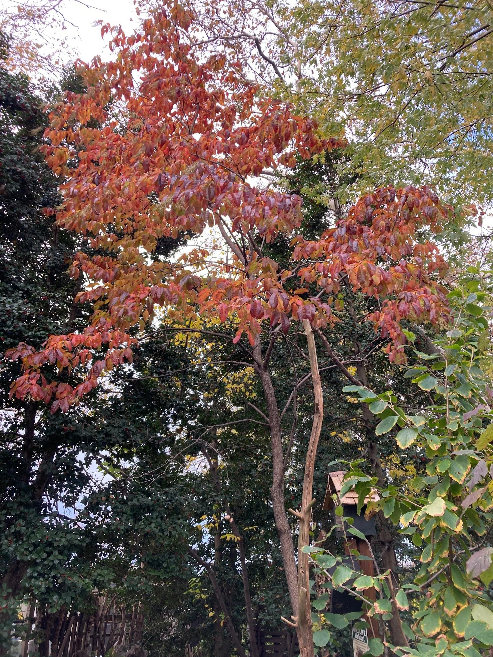 Sourwood (Oxydendrum arboreum)