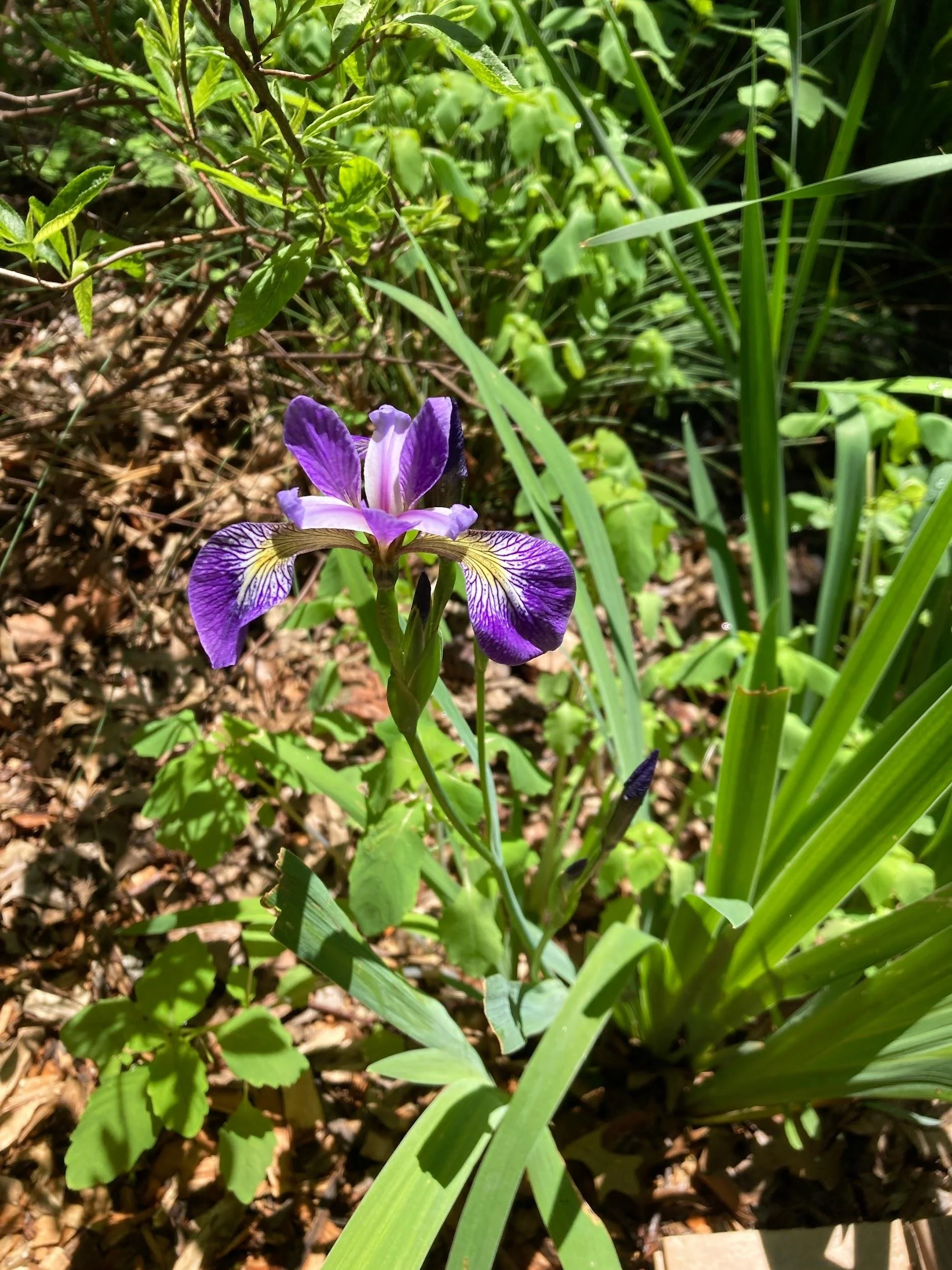 Blue flag iris (Iris versicolor L.)