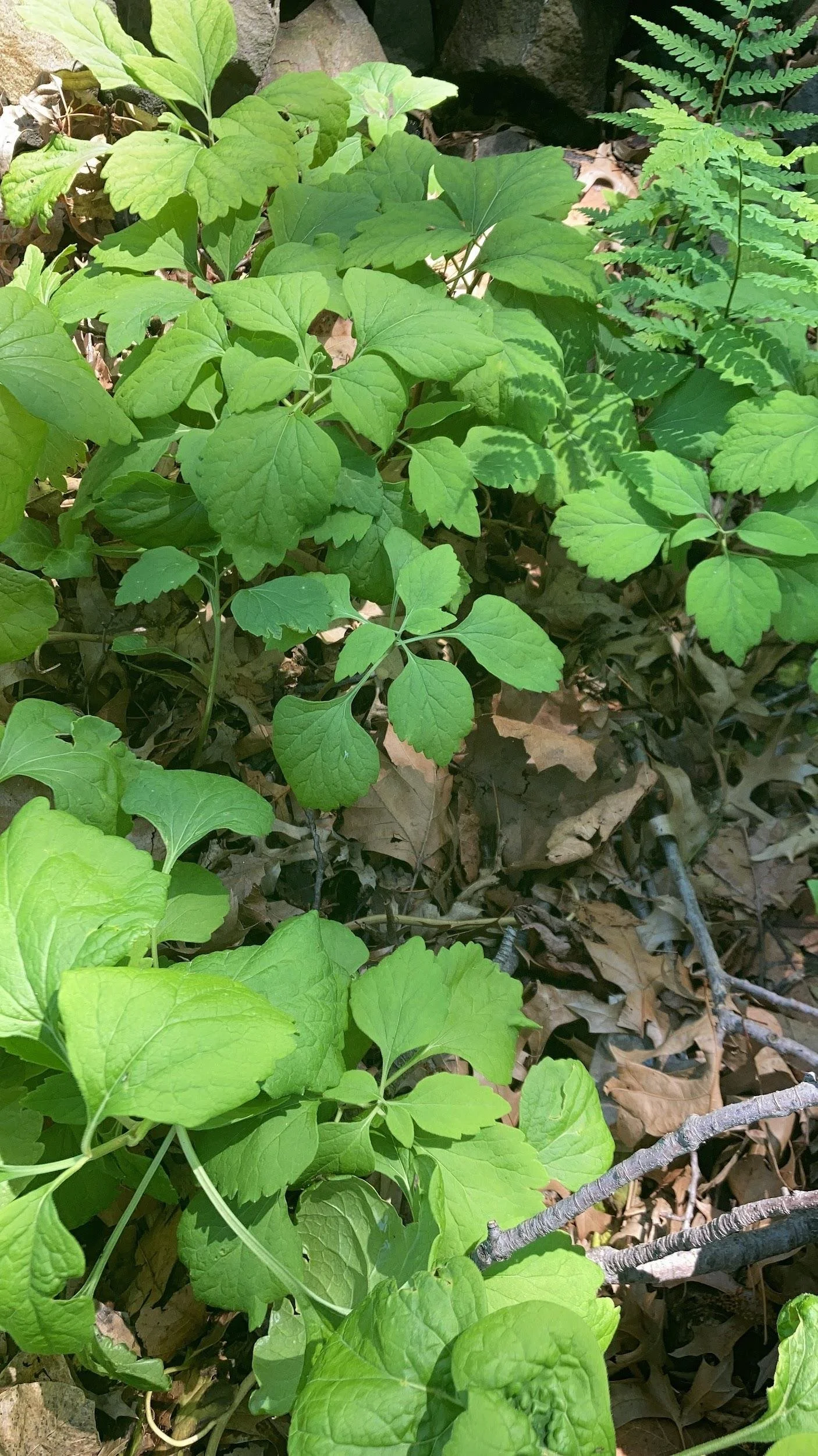Allegheny spurge (Pachysandra procumbens)