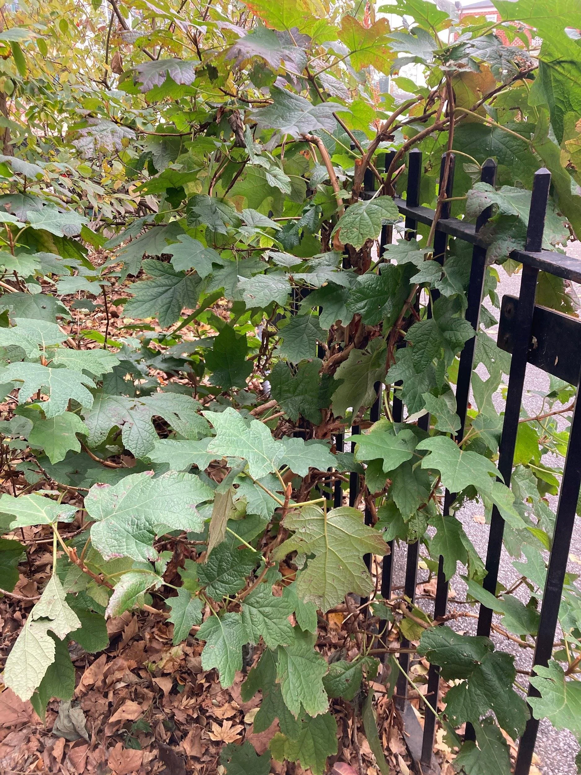 Oakleaf hydrangea (Hydrangea quercifolia)