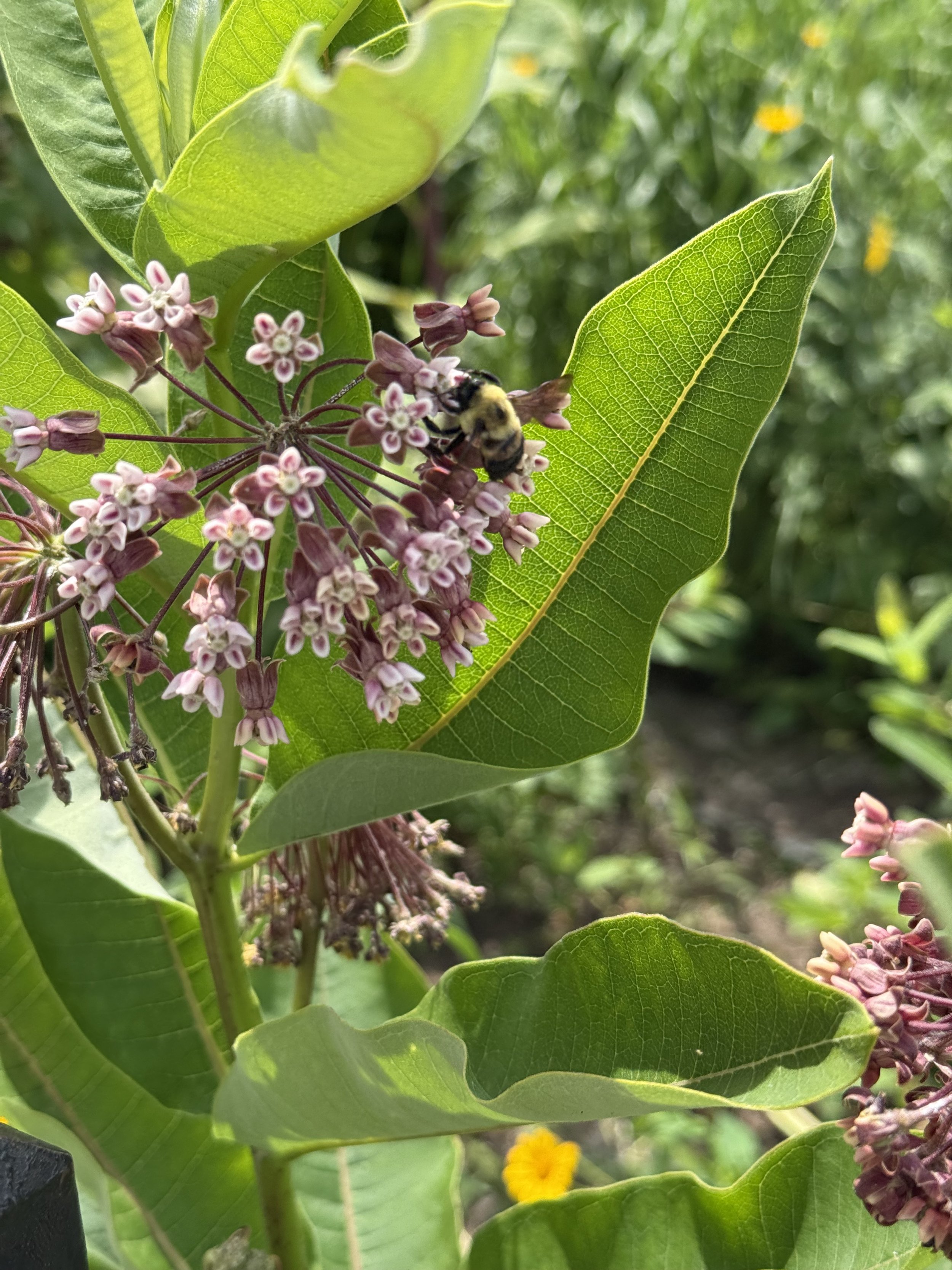 Milkweed in bloom