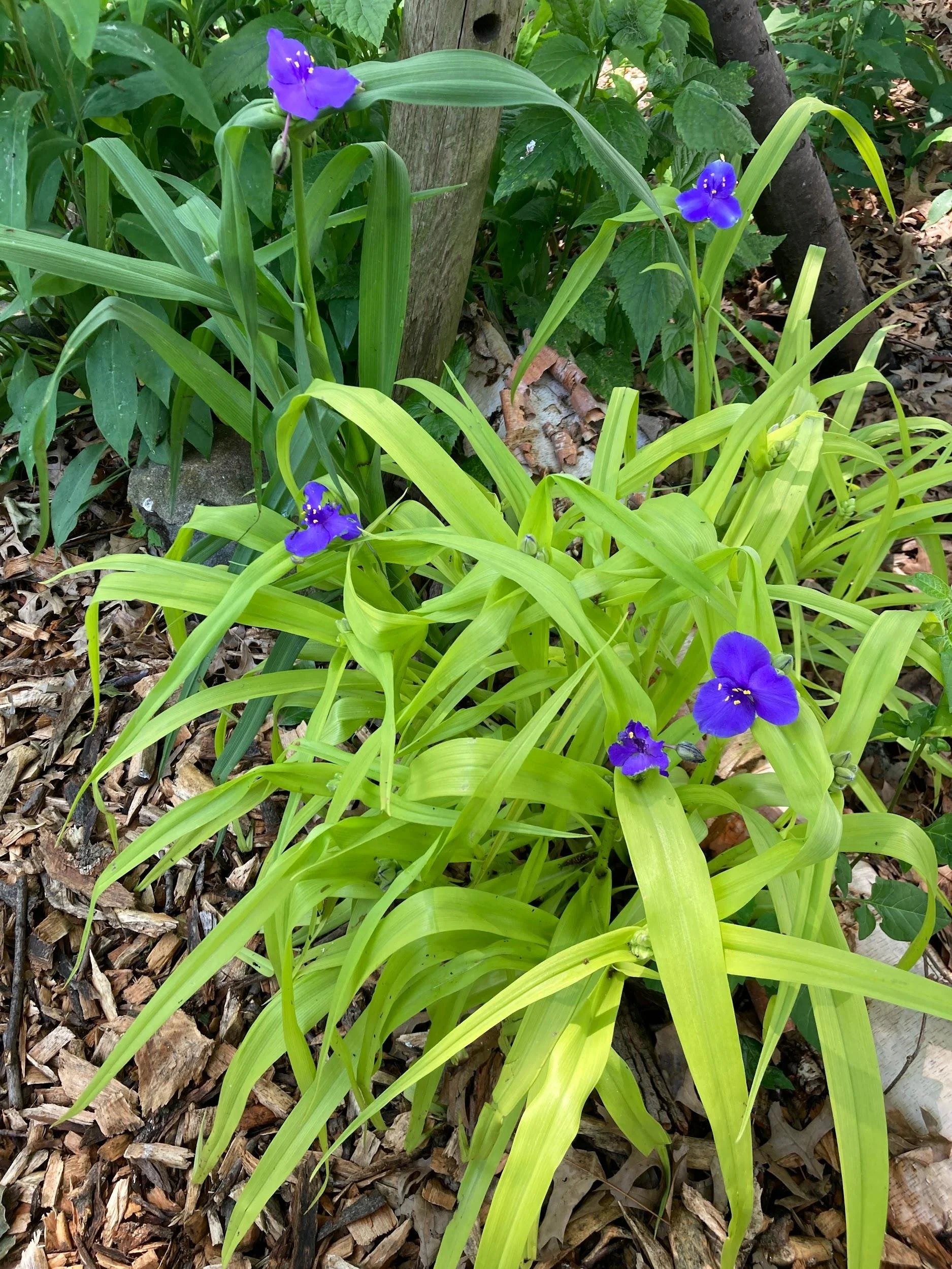 Spiderwort (Tradescantia virginiana L.)