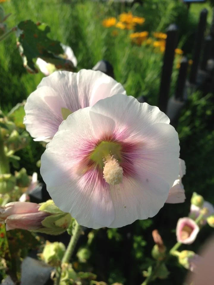 Hollyhock (Alcea rosea)