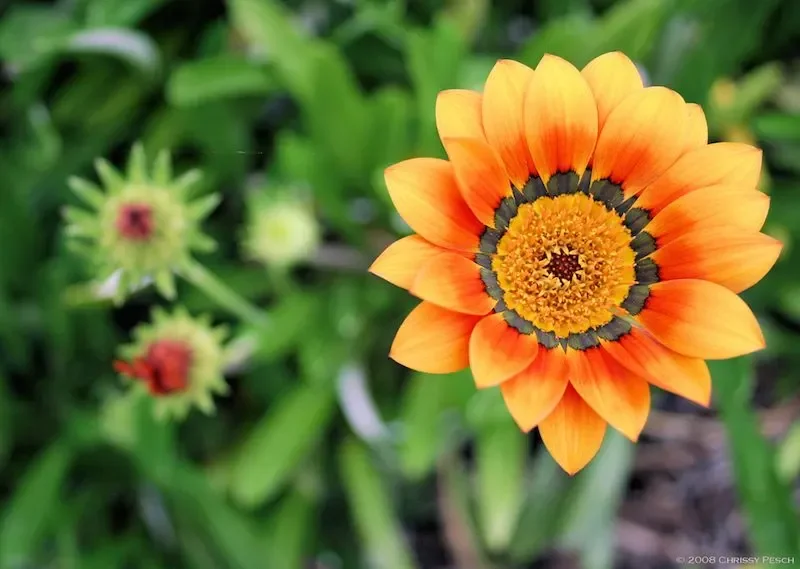 Ornage flower in bloom 