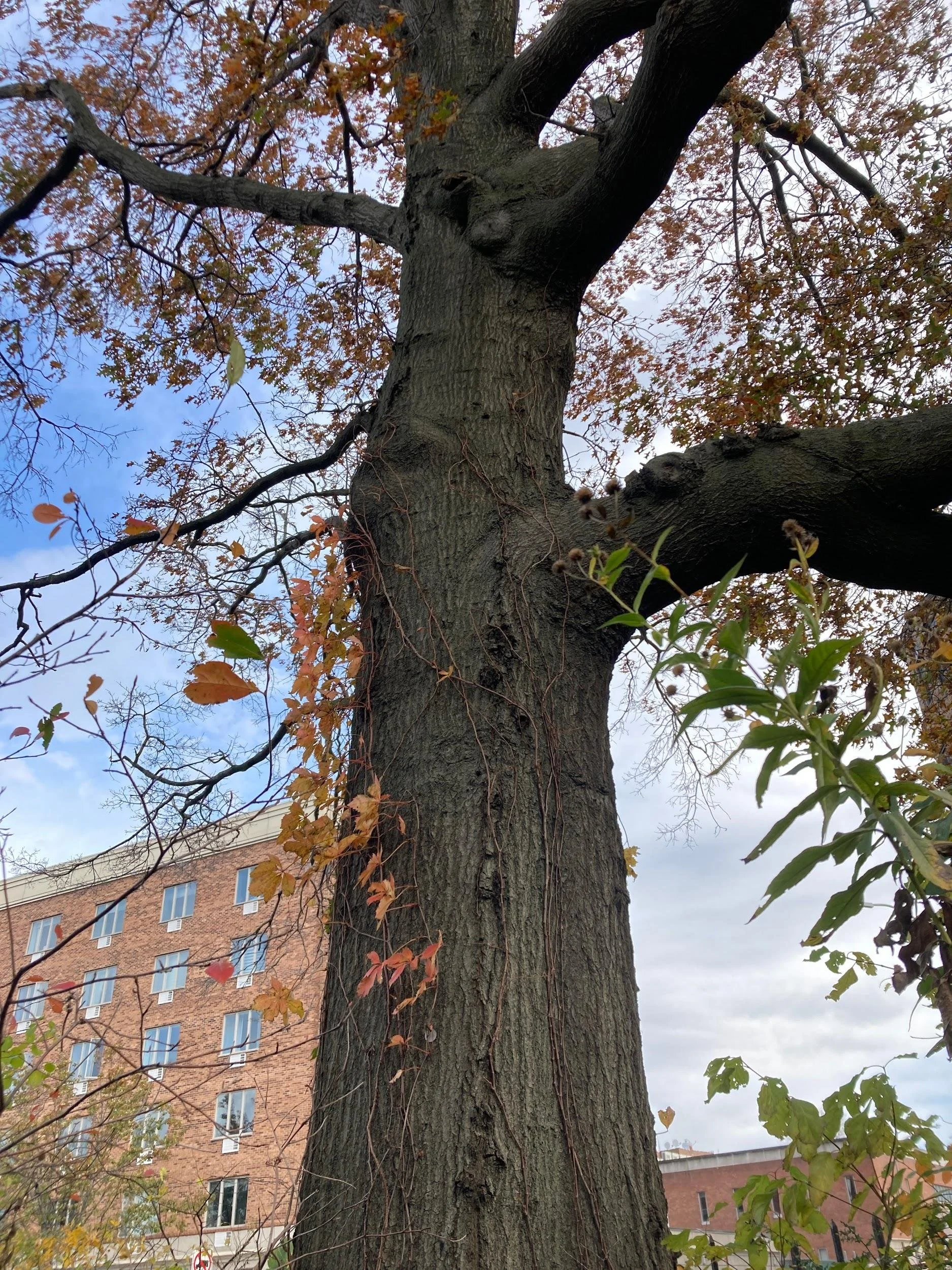 Oak with virgina creeper