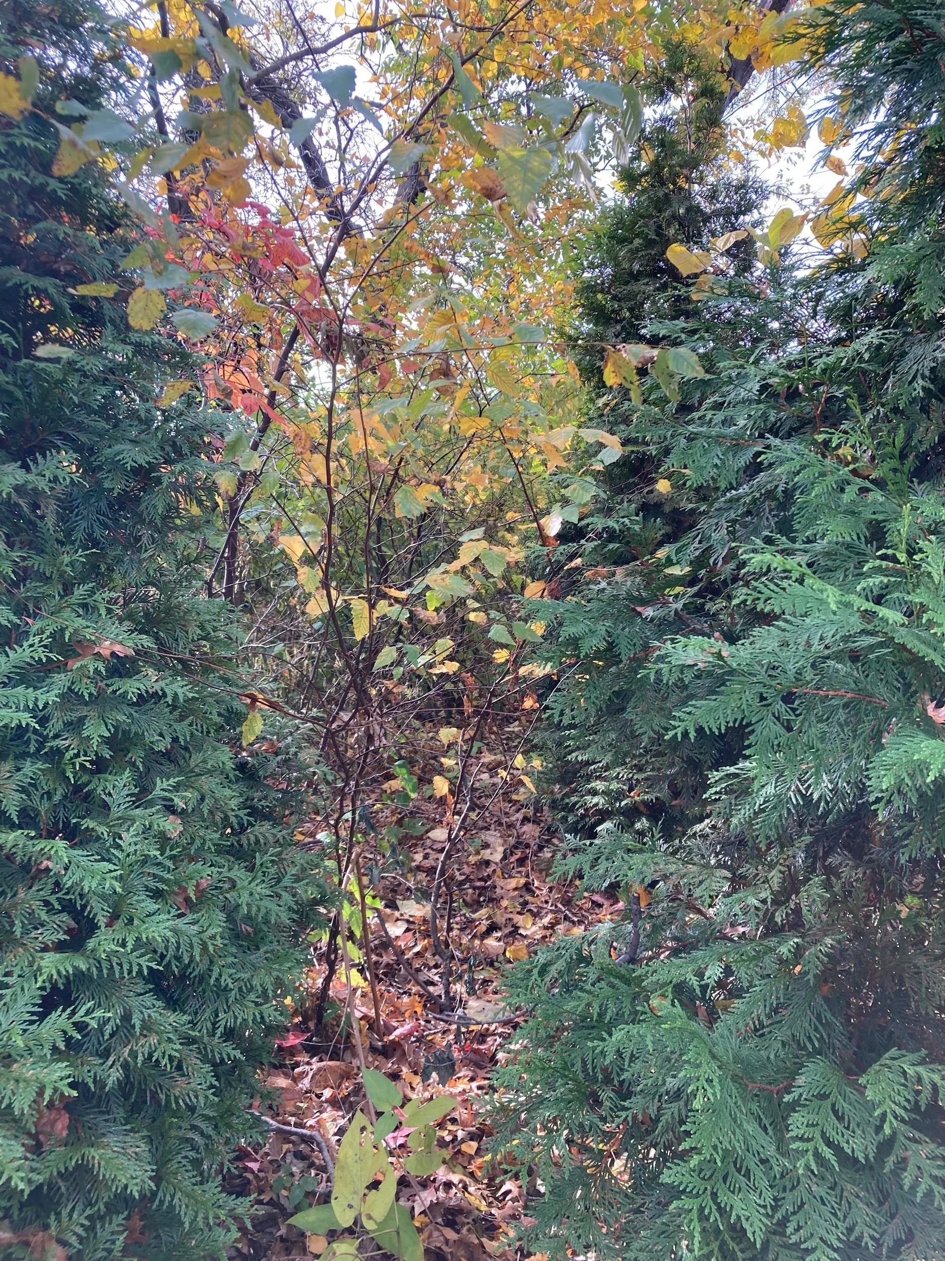 Gray birch (Betula populifolia)