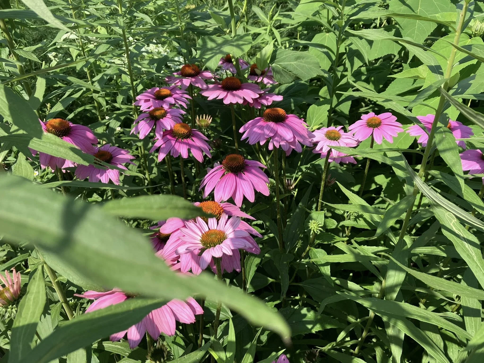 Purple Coneflower (Echinacea purpurea)