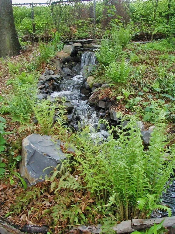 Ferns and waterfall