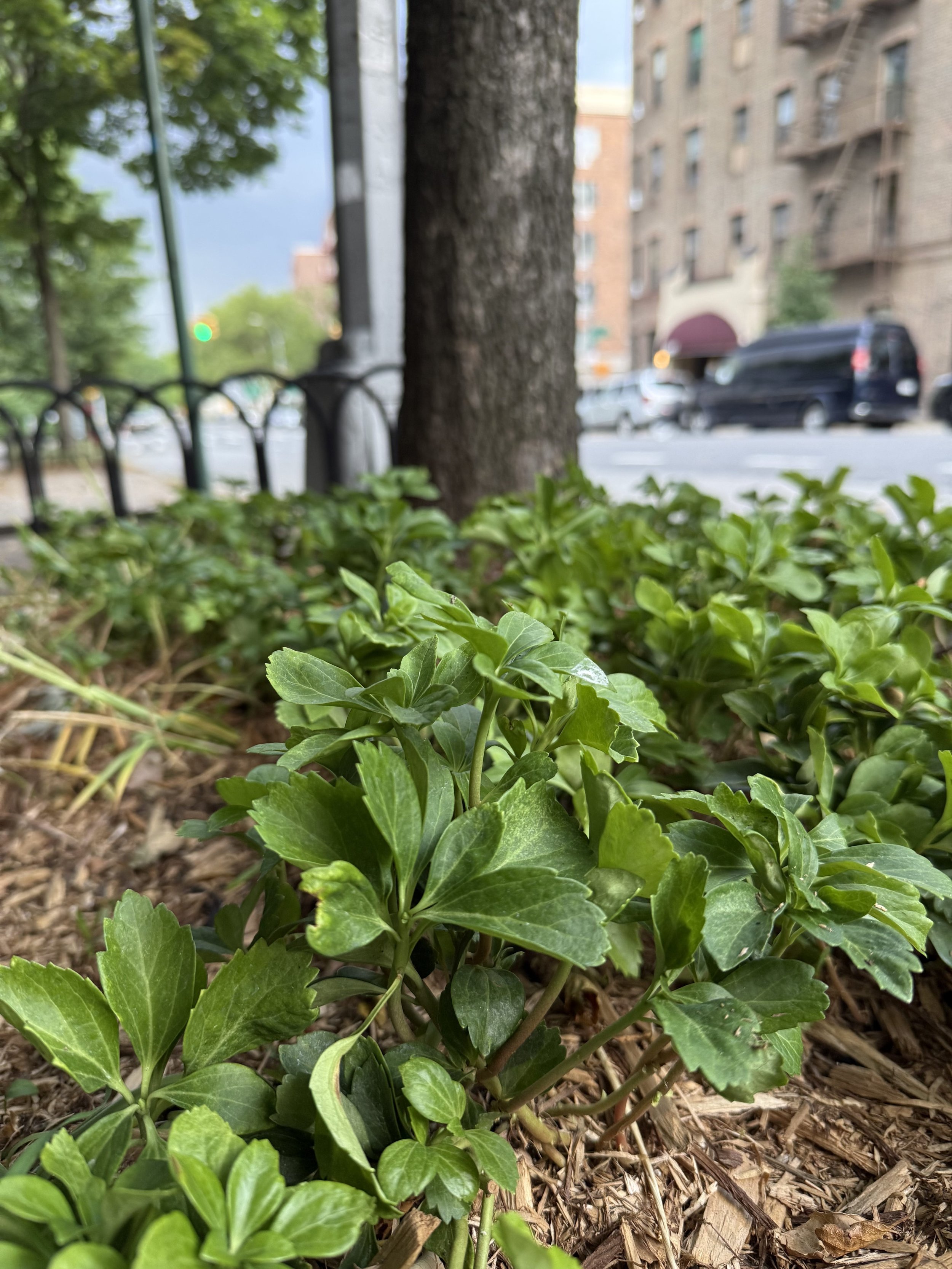 Allegheny Spurge (Pachysandra procumbens)