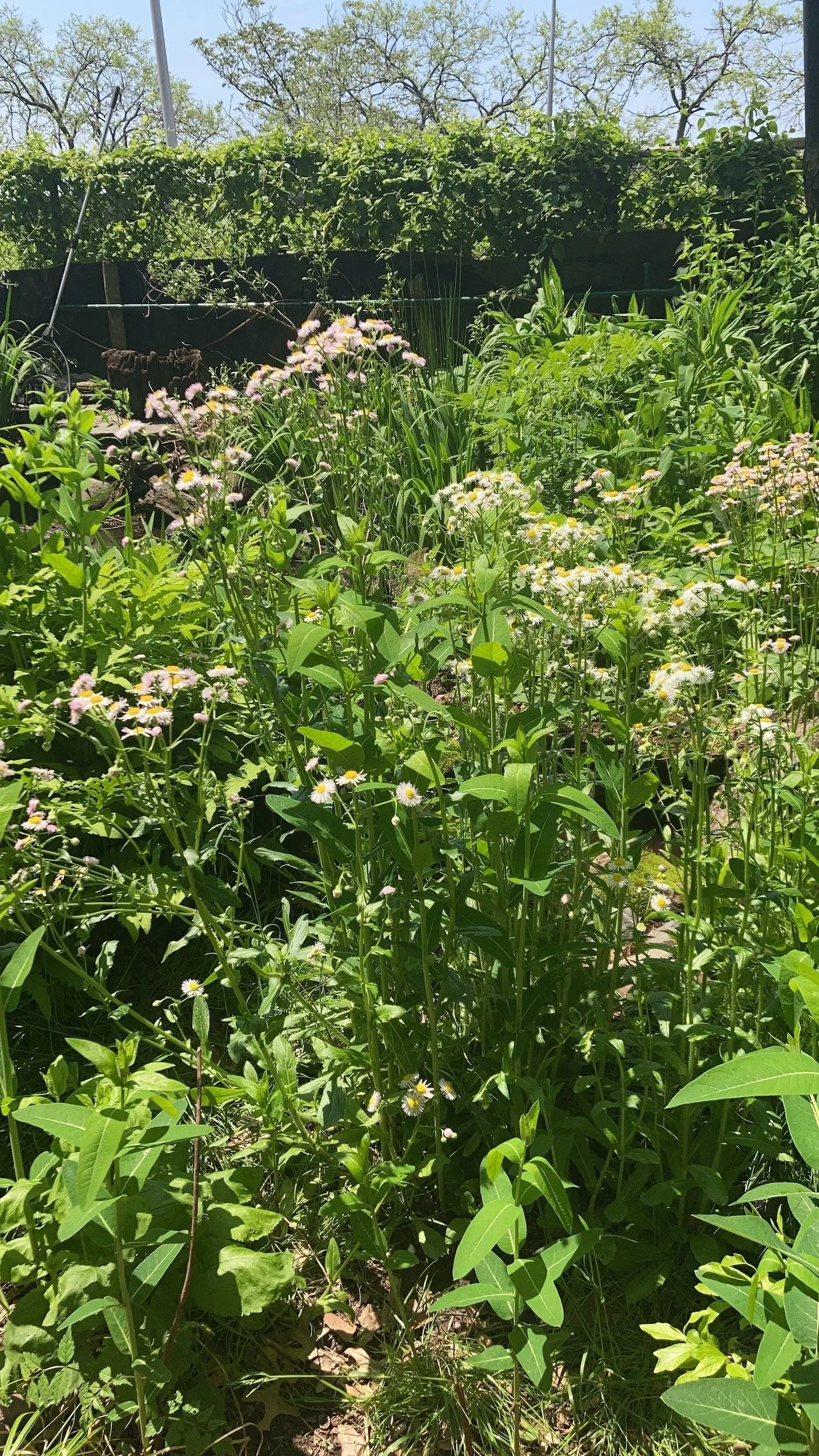 Daisy fleabane (Erigeron philadelphicus)