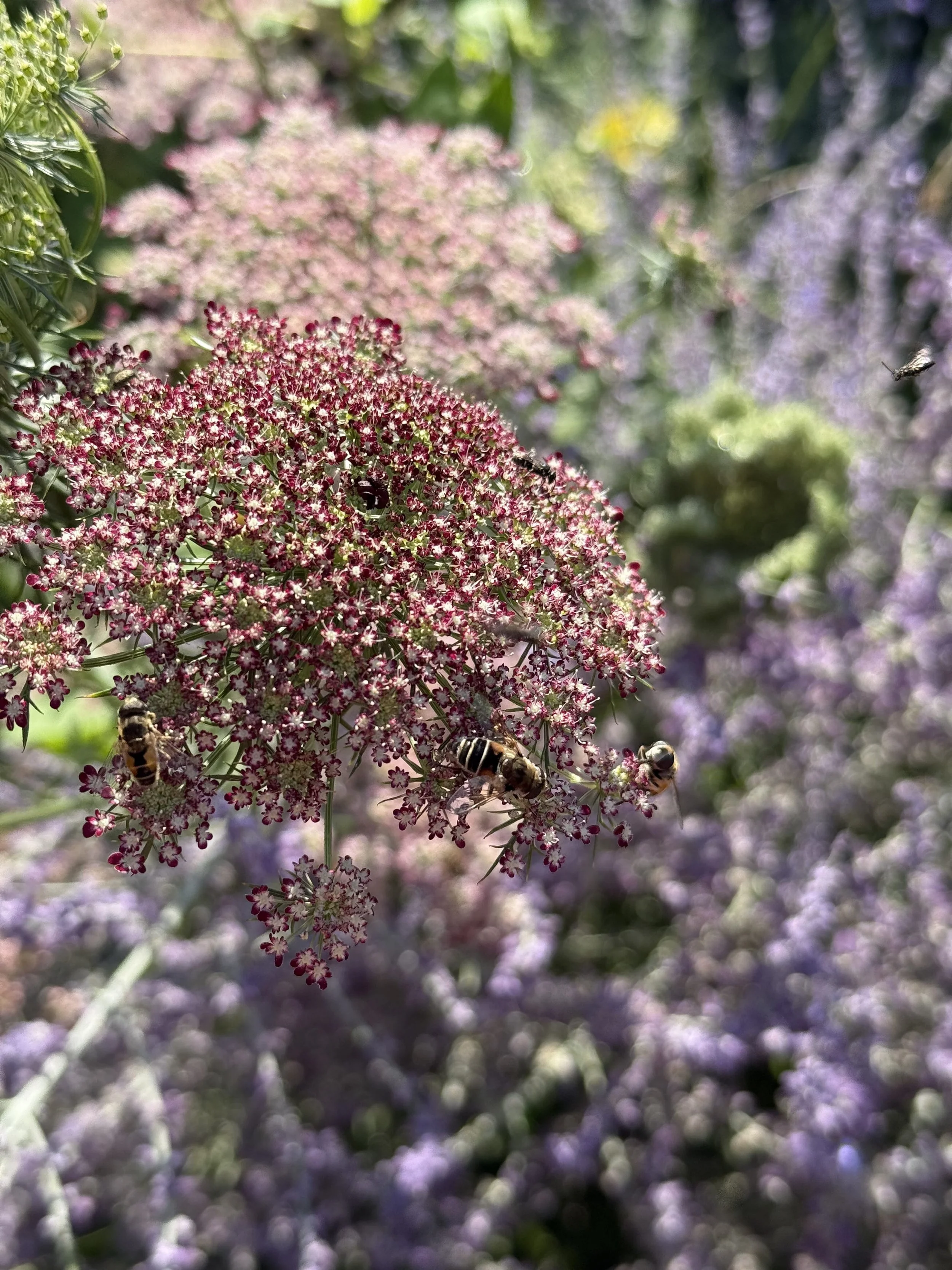 Queen Anne’s Lace