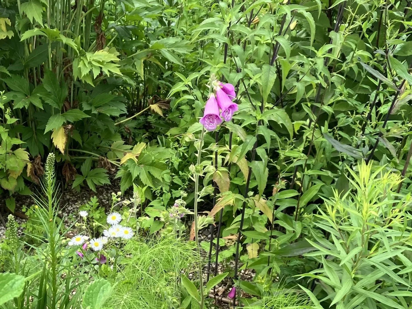 Foxglove (Digitalis purpurea)