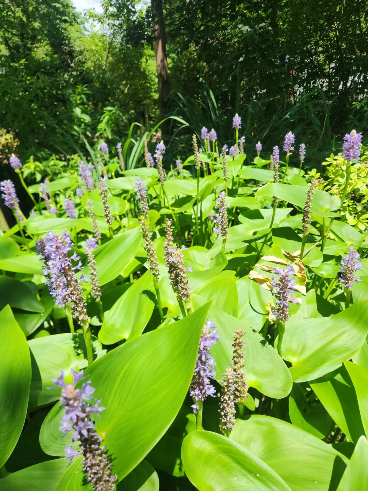 Pickerelweed (Pontederia cordata)