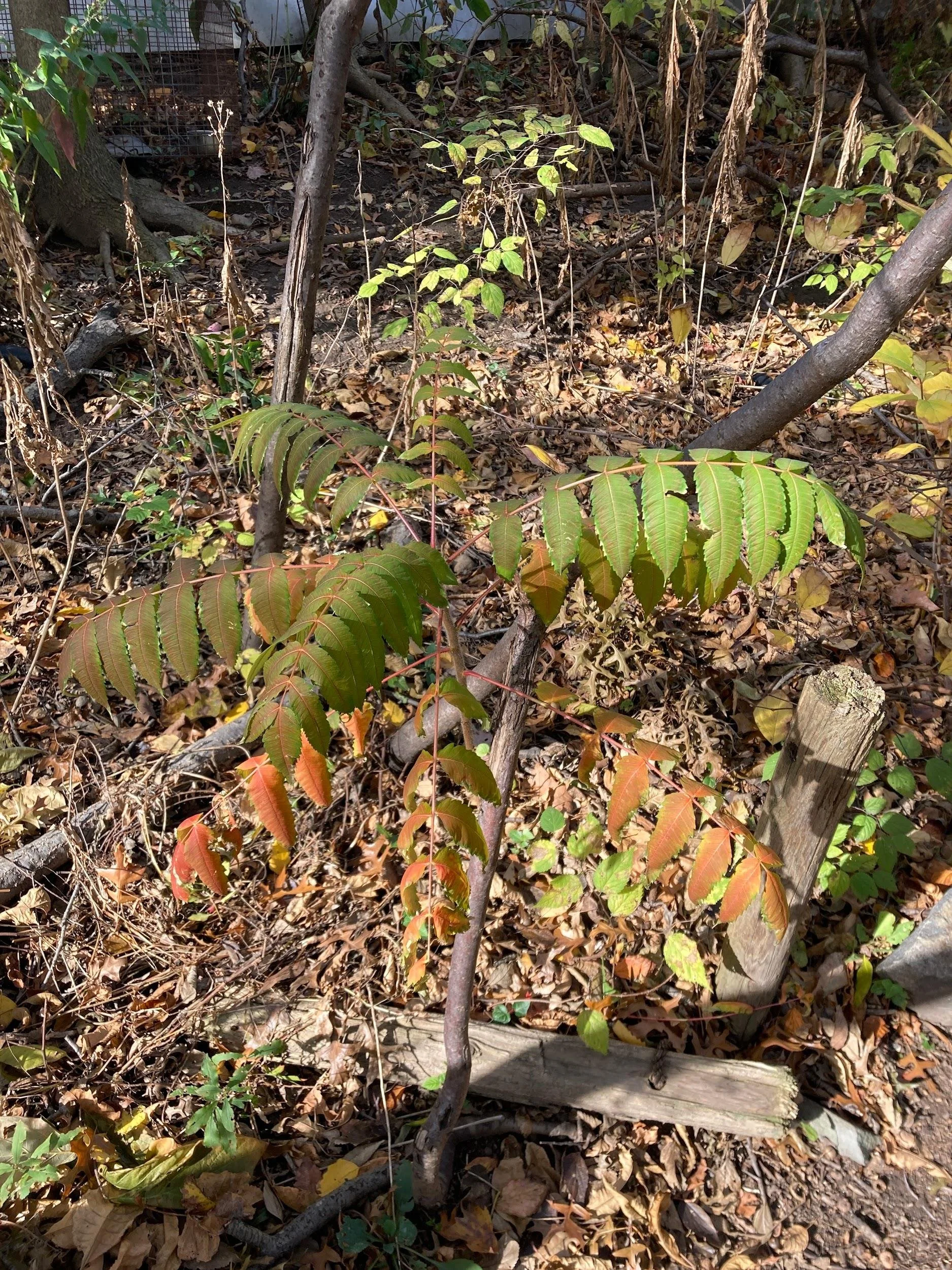 Smooth sumac (Rhus glabra)