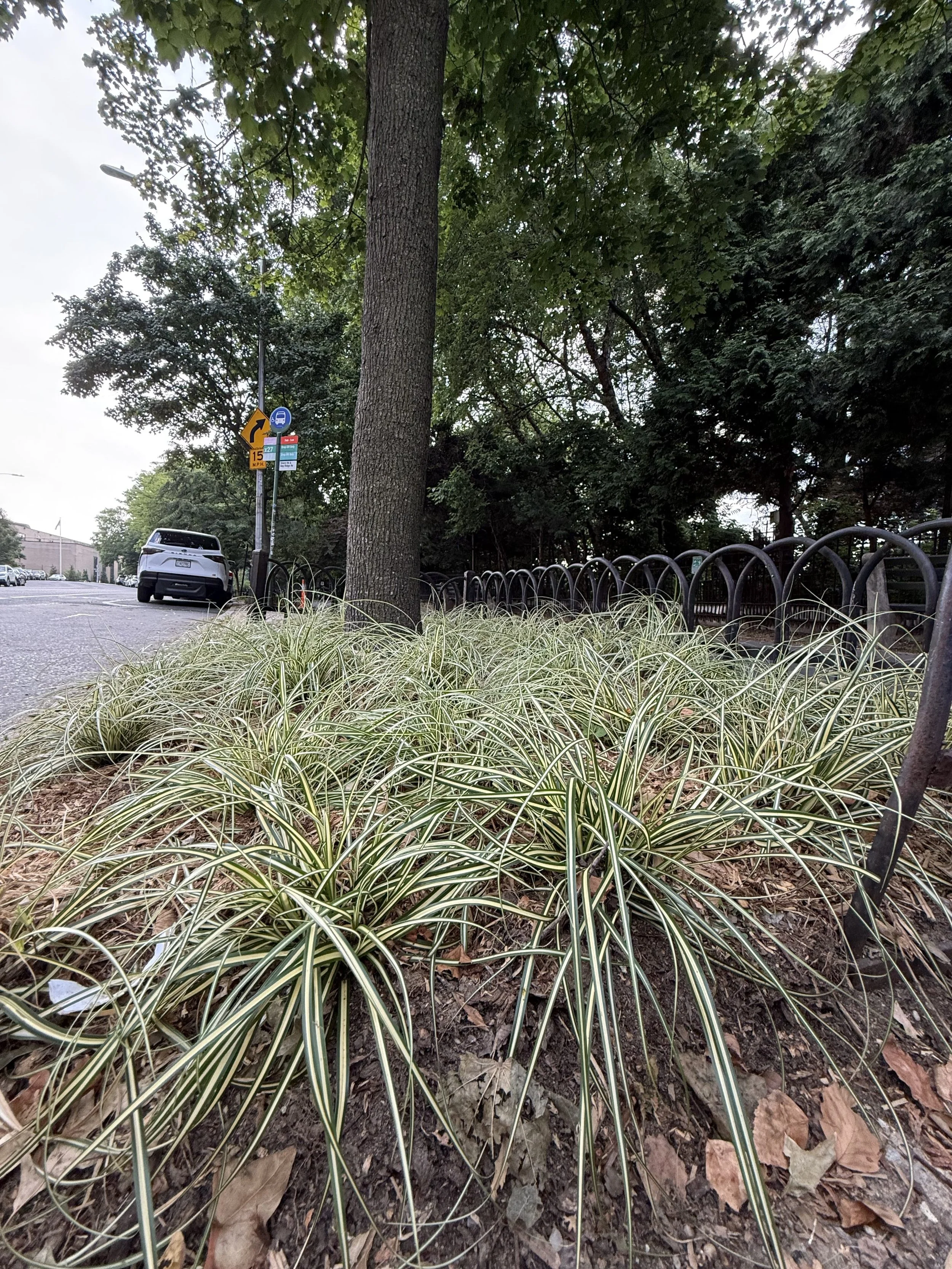 Evergold Sedge (Carex oshimensis ‘Evergold’)