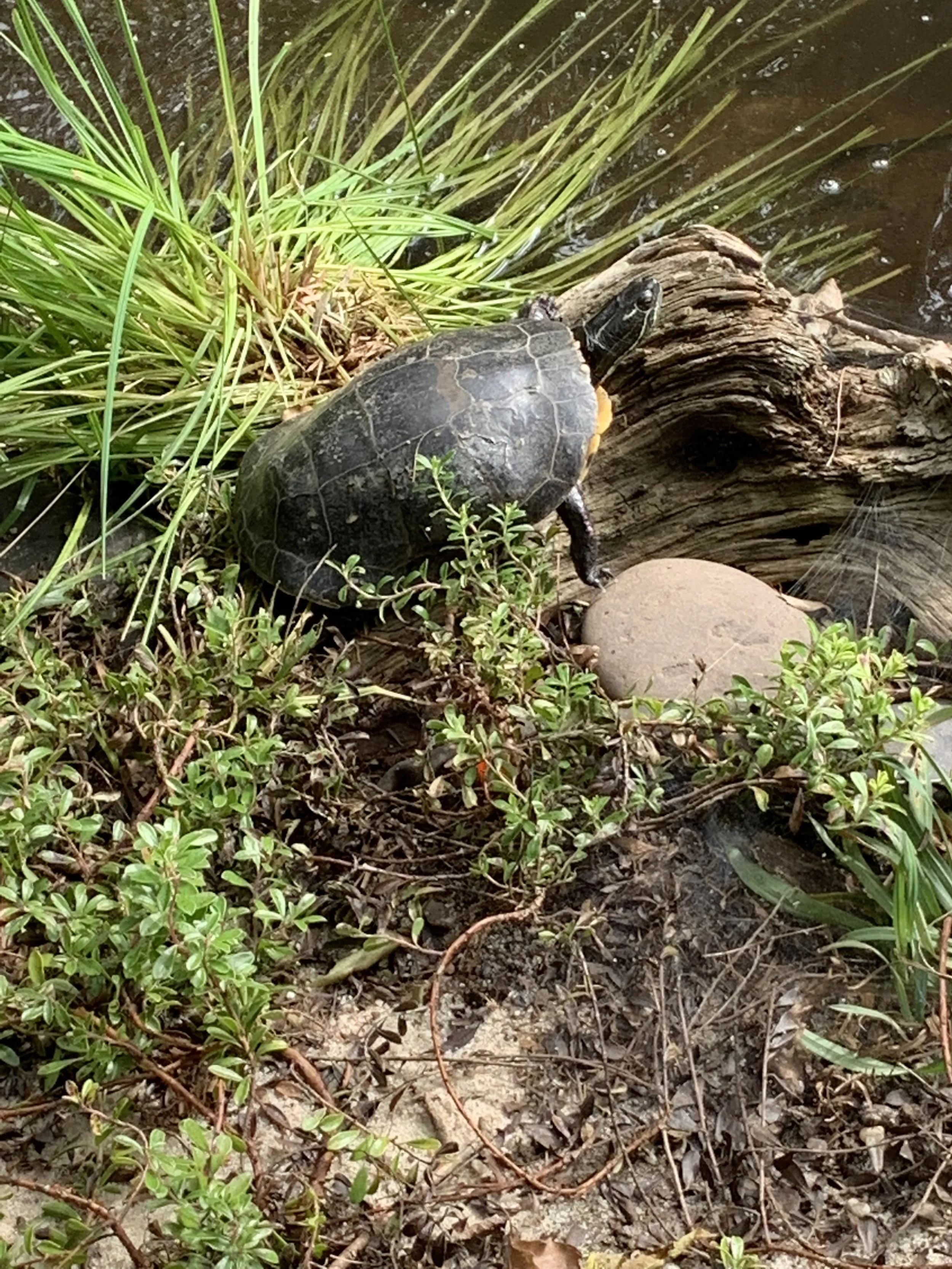 Painted Turtles (Chrysemys picta)
