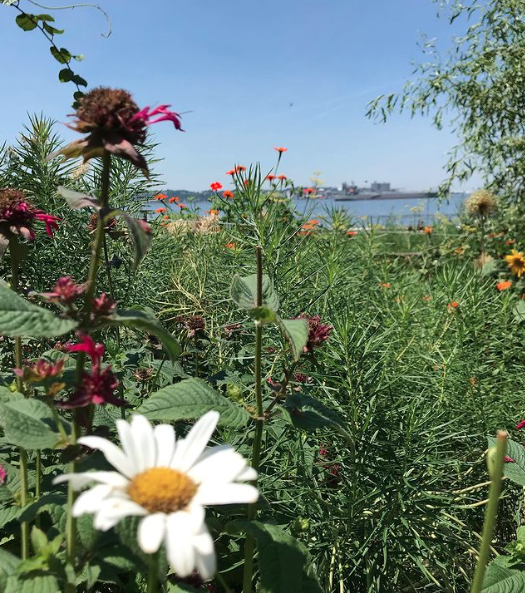 Pollinator garden daisy in bloom