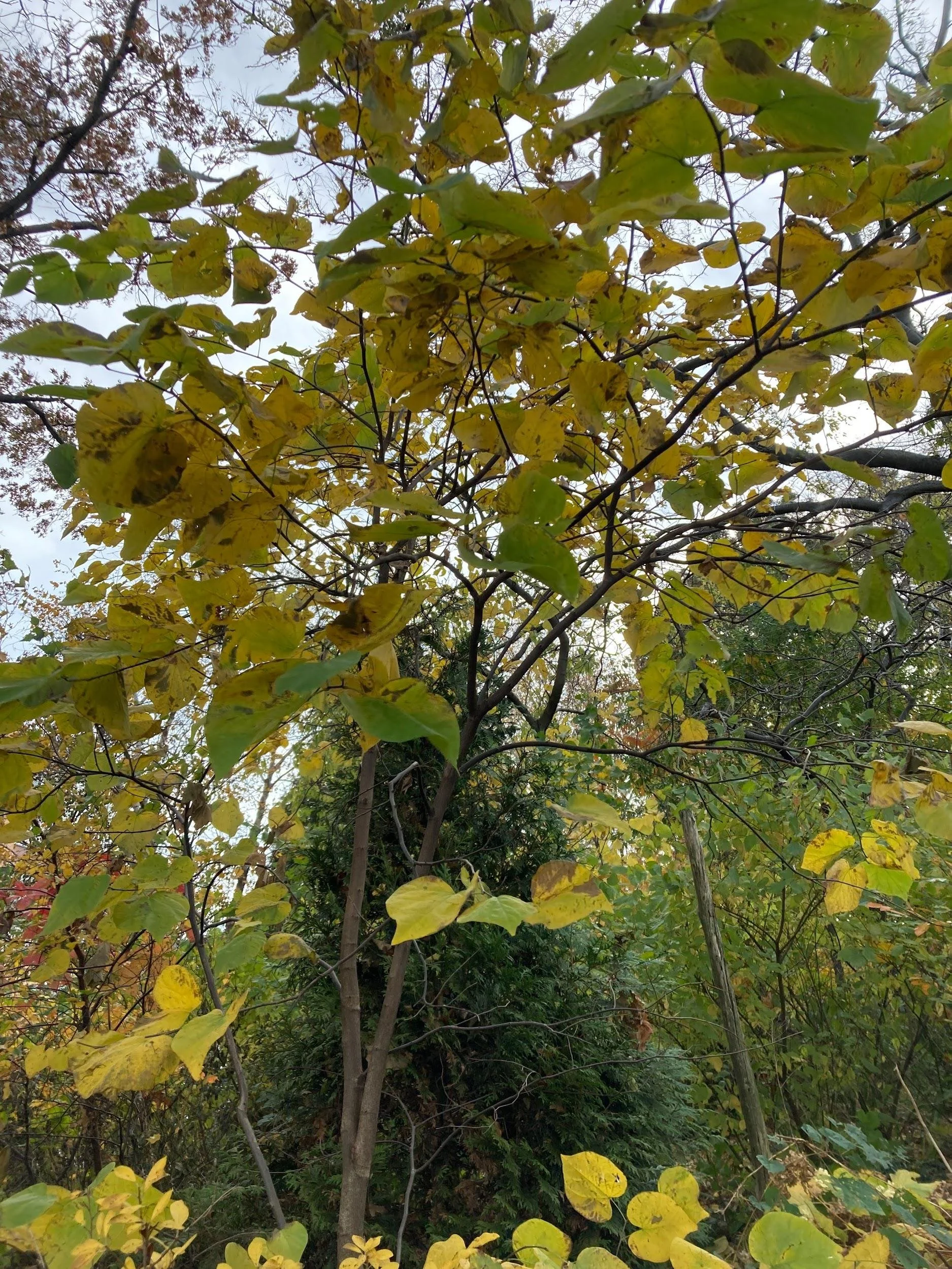 Gray dogwood (Cornus racemosa)