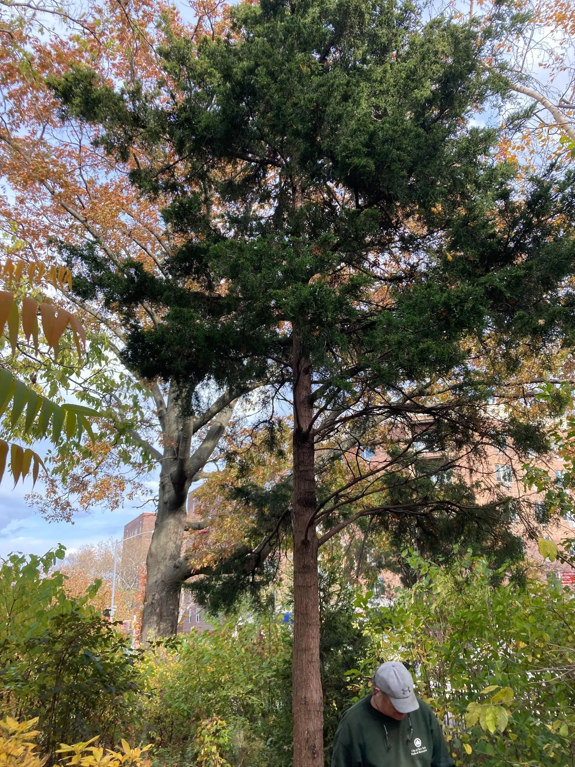 Eastern red cedar (Juniperus virginiana)