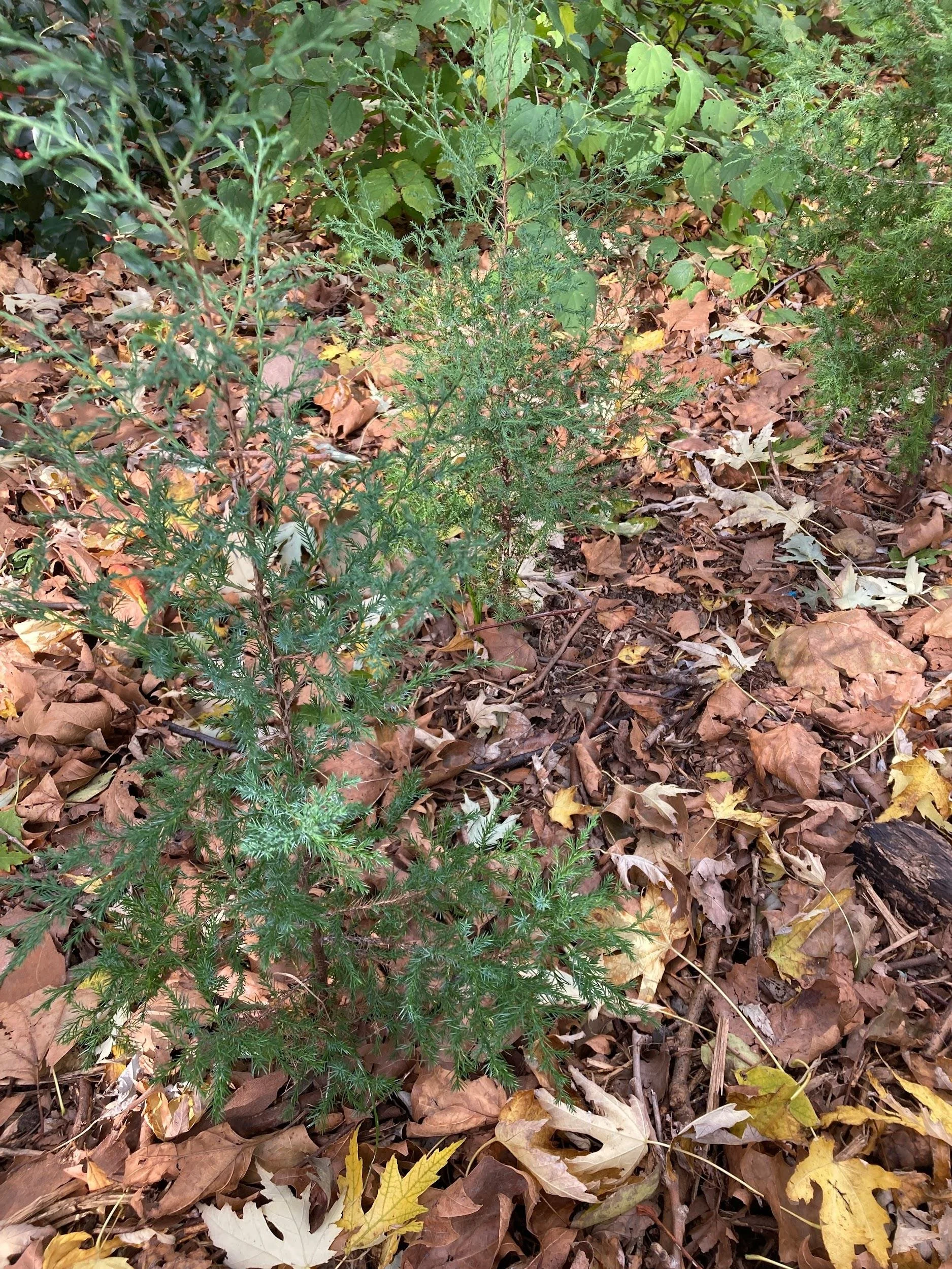 Native juniper (unknown)
