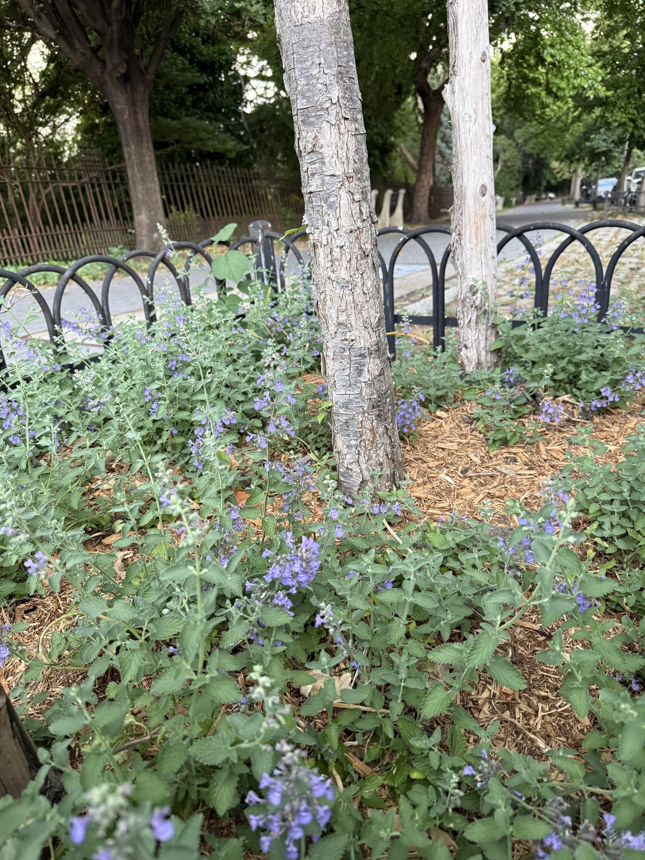 Catmint (Nepeta × faassenii)