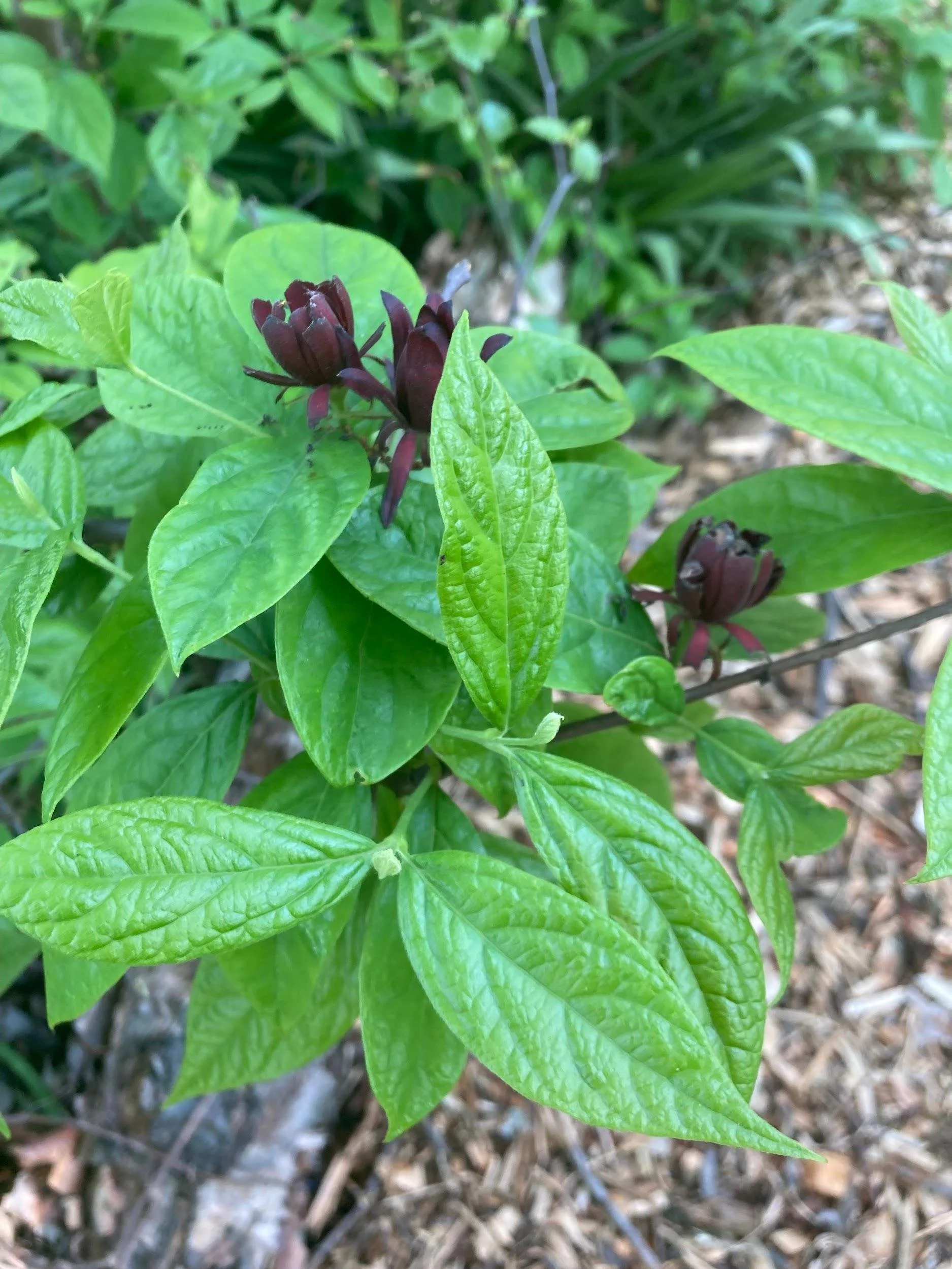 Carolina allspice (Calycanthus floridus)