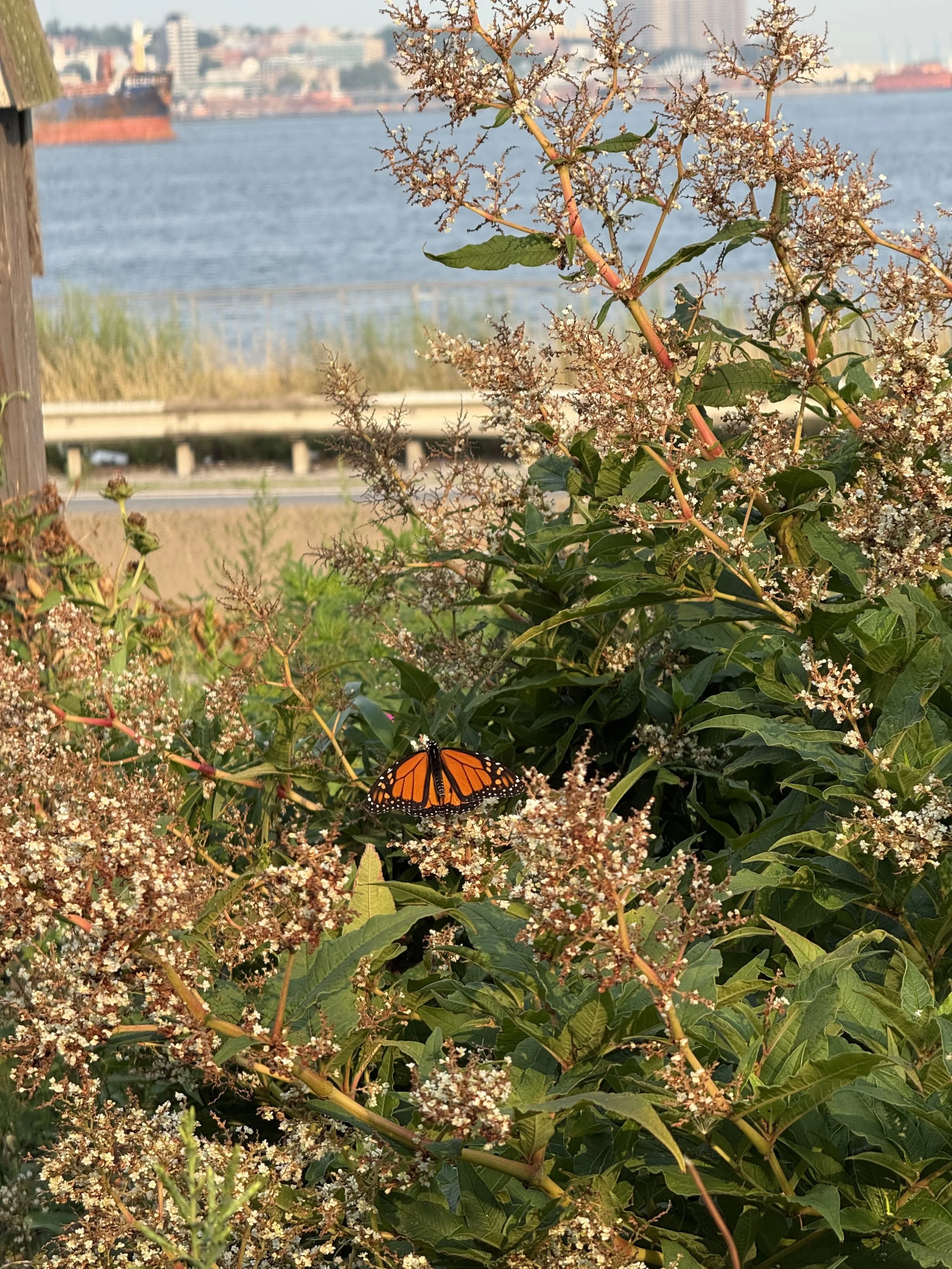 Giant Fleeceflower (Persicaria polymorpha) Monarch Butterfly(Danaus plexippus)