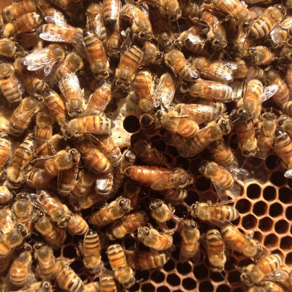 Beehive