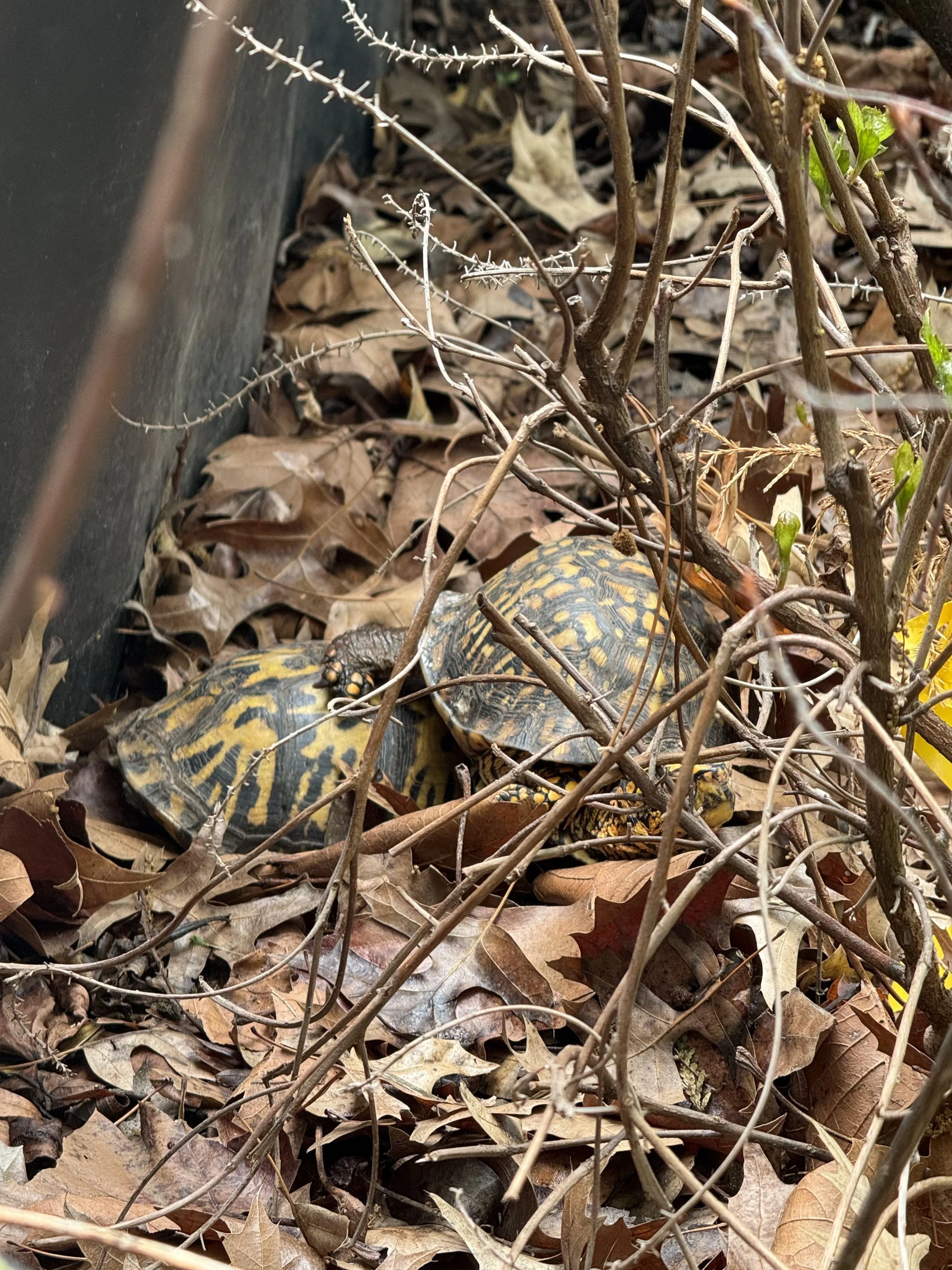 Box Turtles basking in the sun