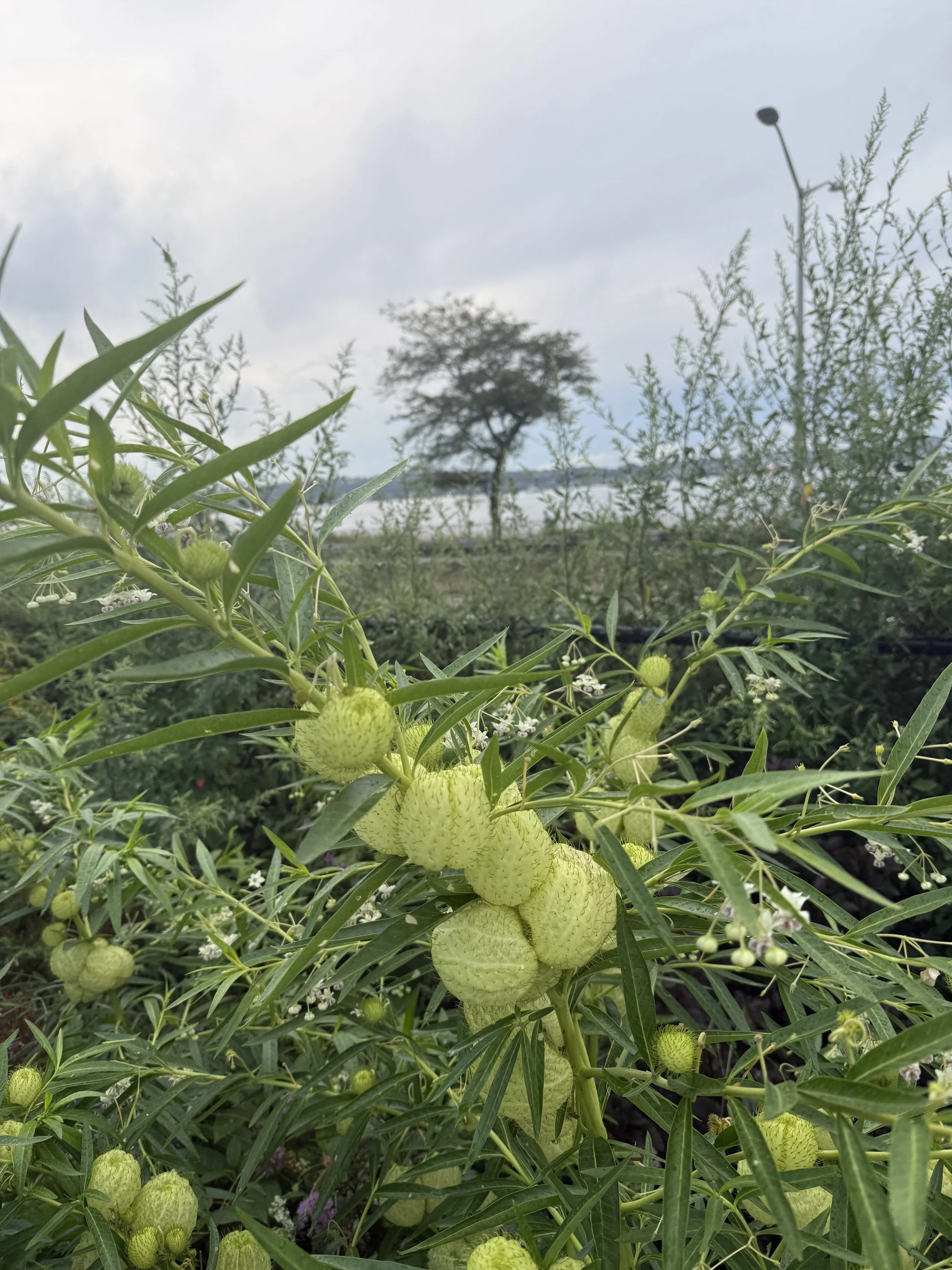 Balloon Plant seed pods